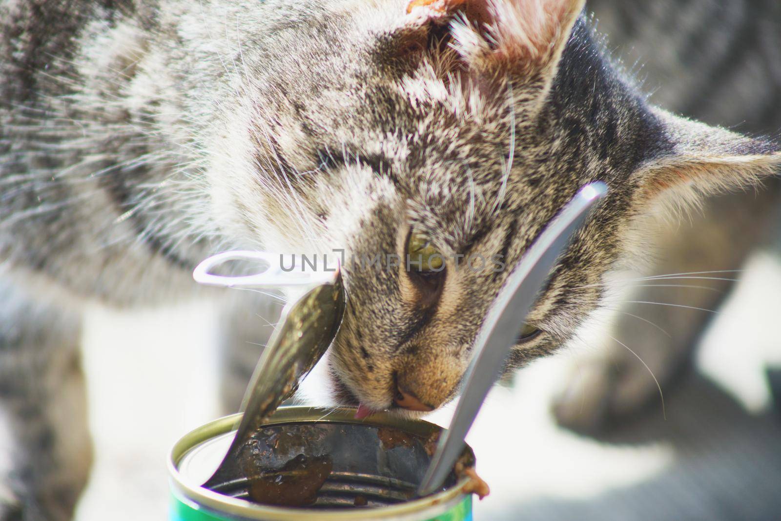 domestic cat eating by Jindrich_Blecha