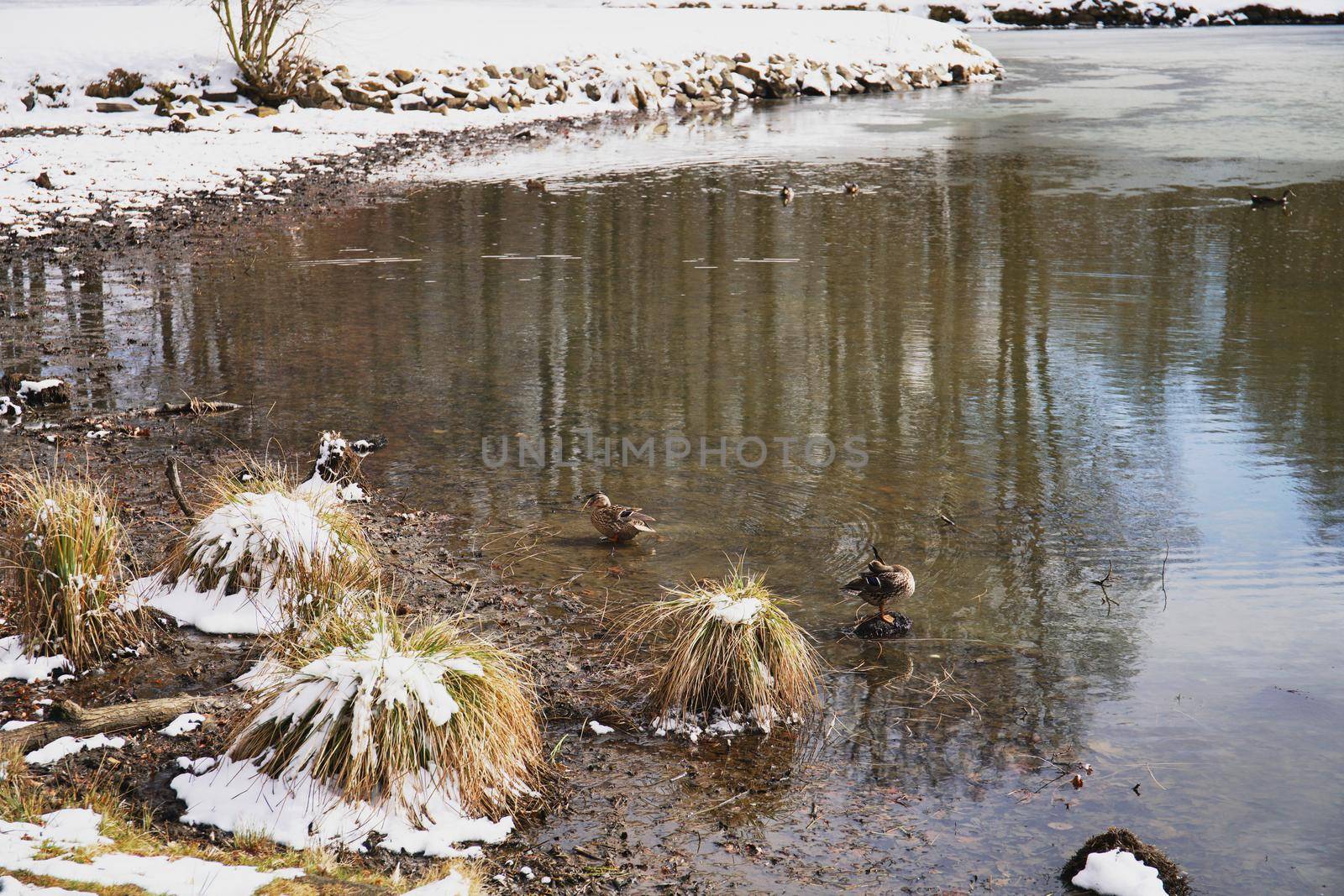 Winter in Stirin park and golf course