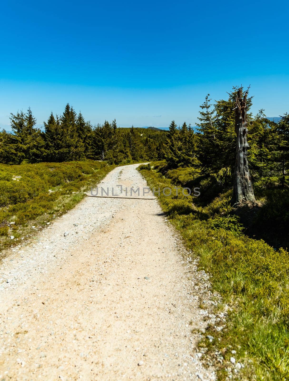 Long mountain trail in Jizera Mountains with high trees around by Wierzchu