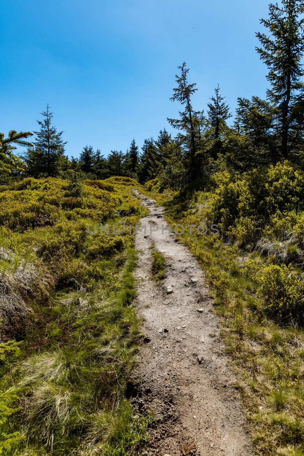 Long mountain trail in Jizera Mountains with high trees around by Wierzchu