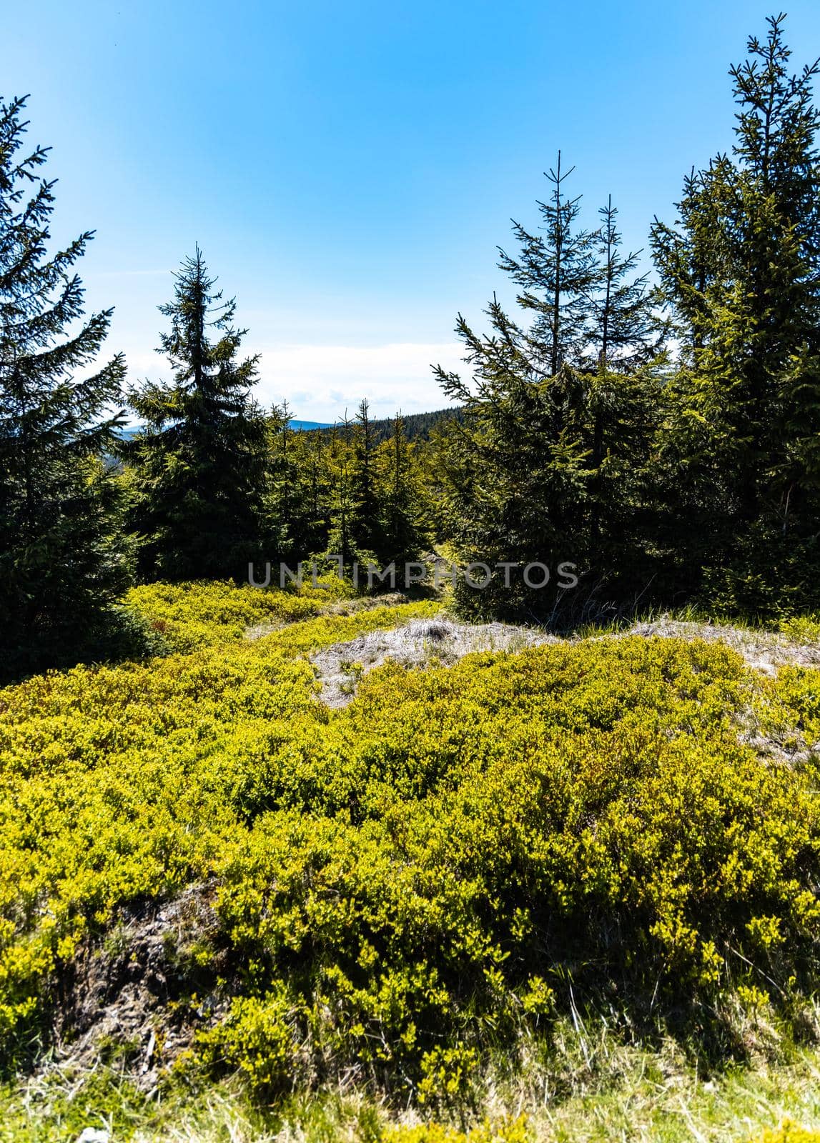 Small green square in Jizera mountains with few high trees and bushes by Wierzchu