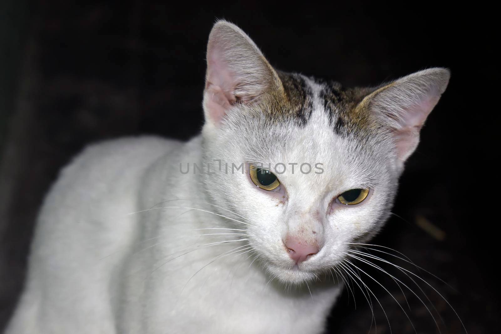 A closeup shot of a white cat on a dark background