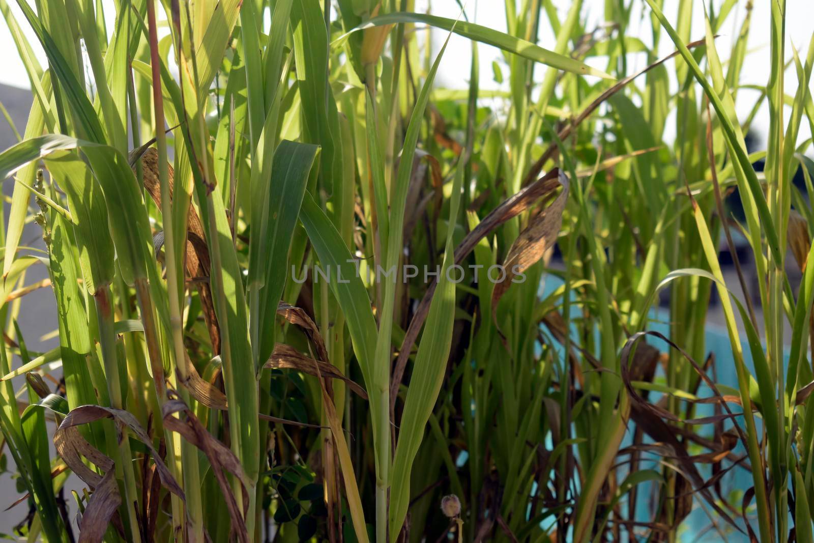 A closeup shot of green and tall grass on a blurred background, Bulrush, Cattail, Cat-tail, Elephant grass, Flag, Narrow-leaved Cat-tail, Narrowleaf cattail, Lesser reedmace, Reedmace tule , blurred on white background