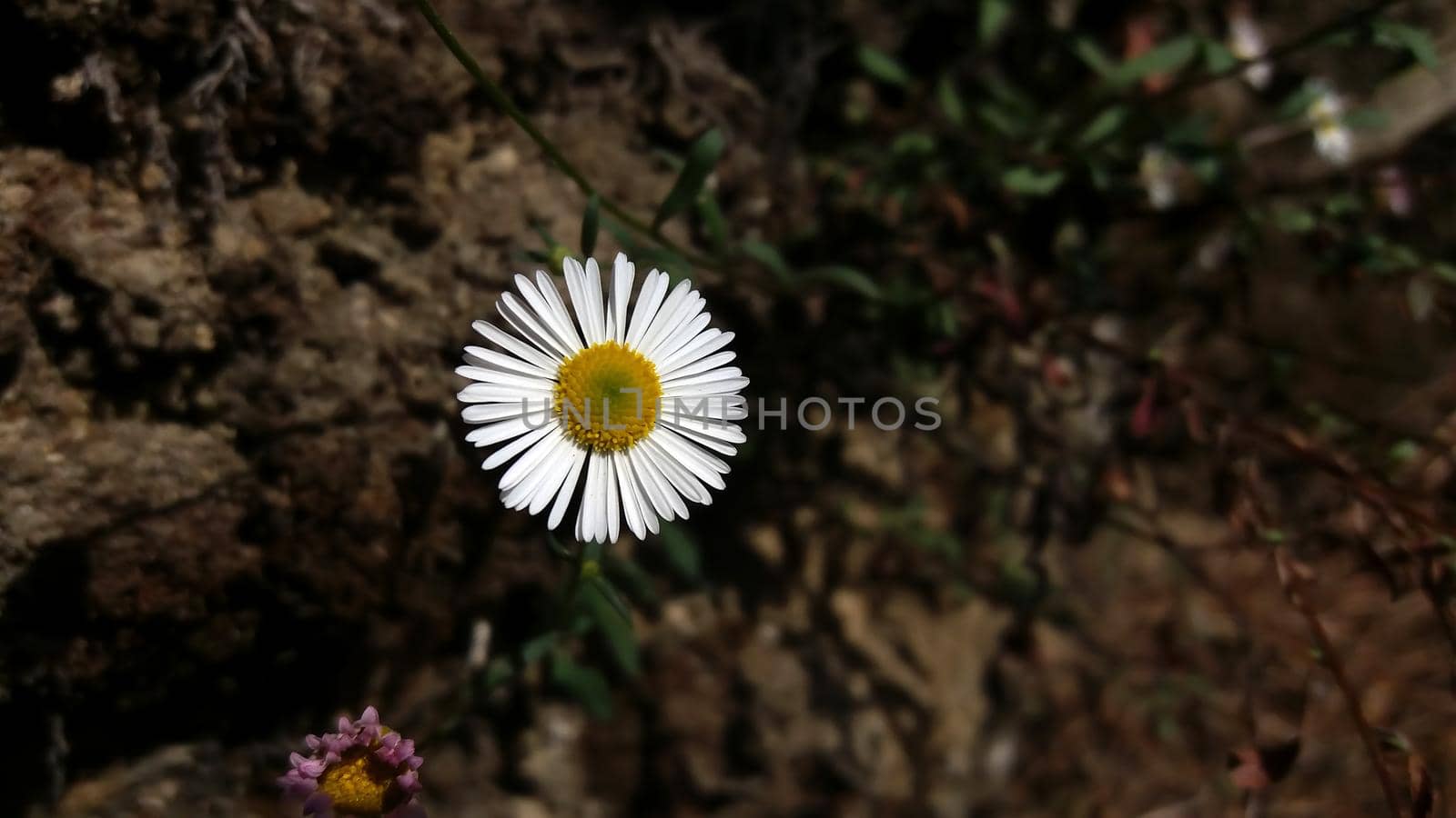 A soft focus of a beautiful daisy flower at a field
