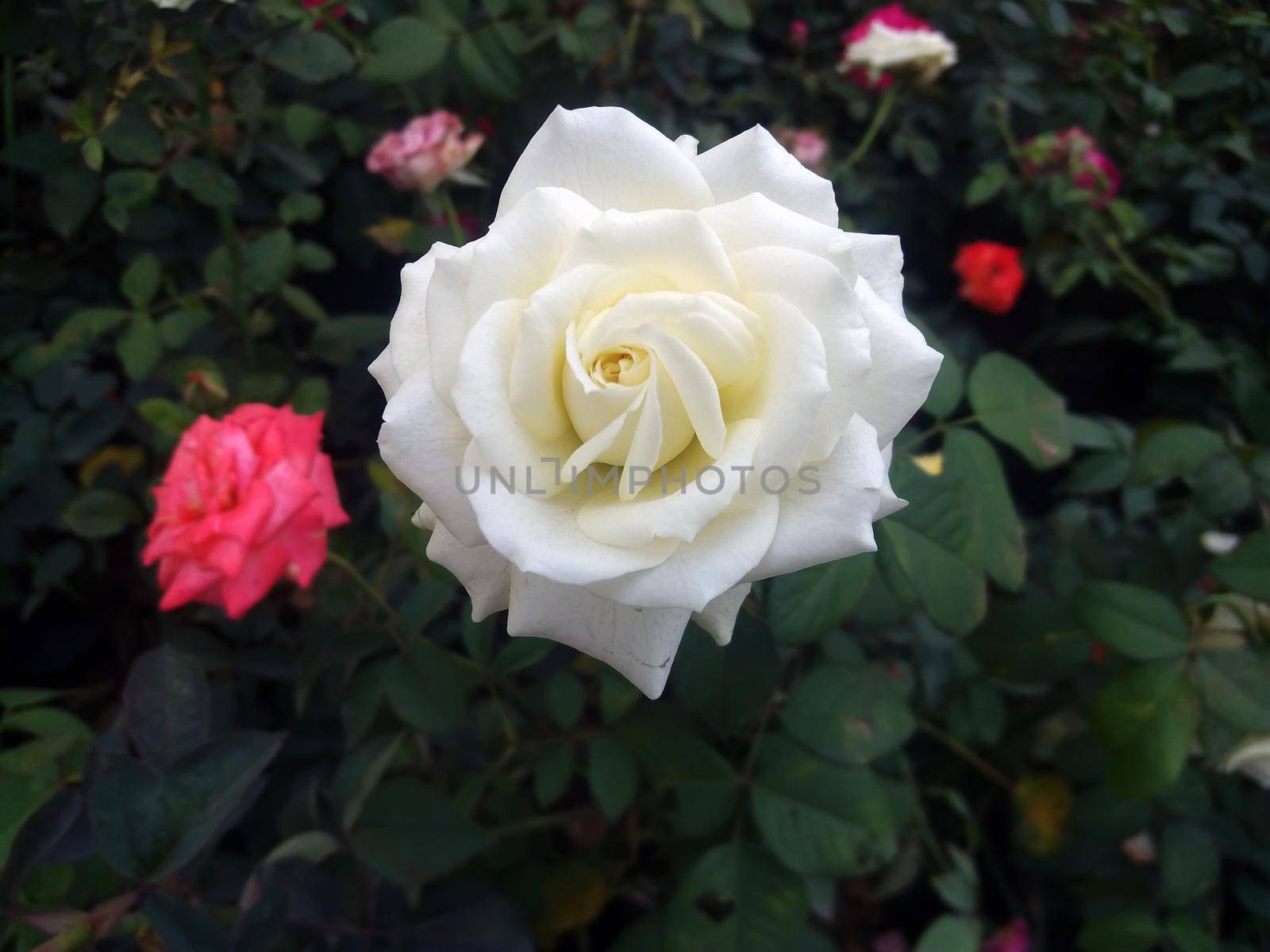Closeup shot of a fully bloomed white rose on a blurred background by tabishere