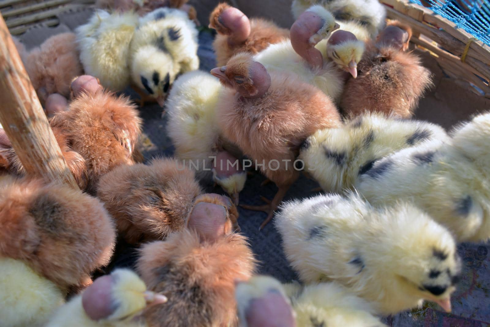 Chickens in a cage, closeup shot of chicks on a bamboo basket, Many chicks are kept in cages for sale. by tabishere