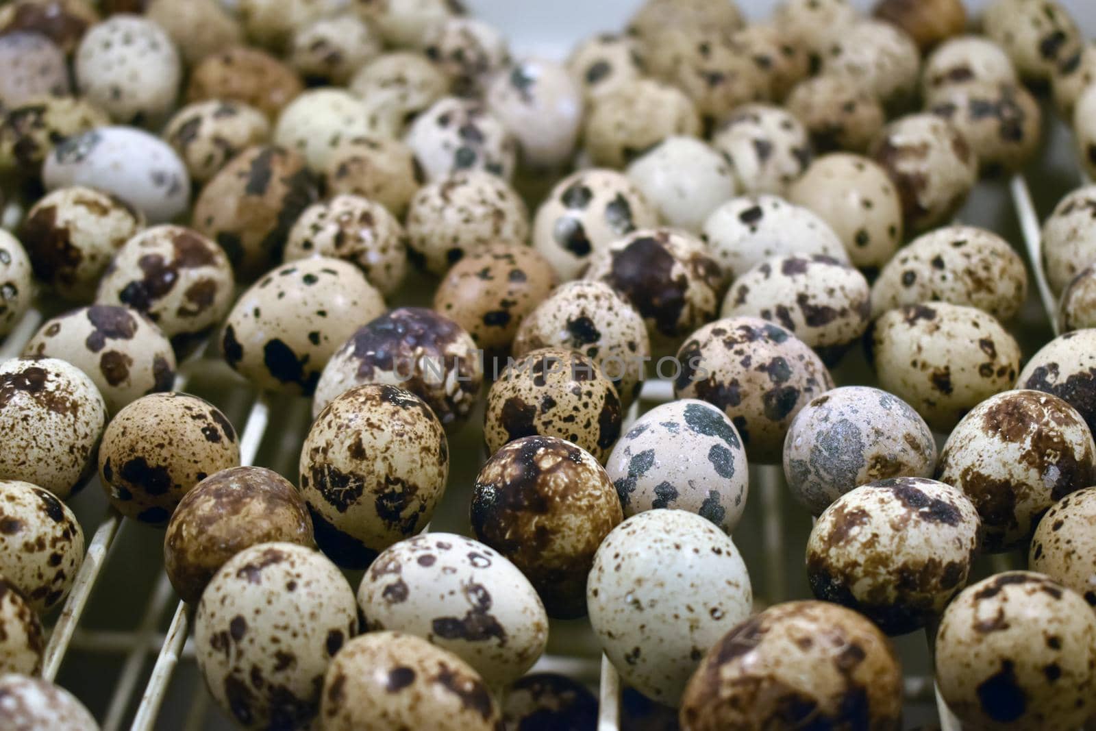 Closeup shot of a pile of fresh quail eggs by tabishere