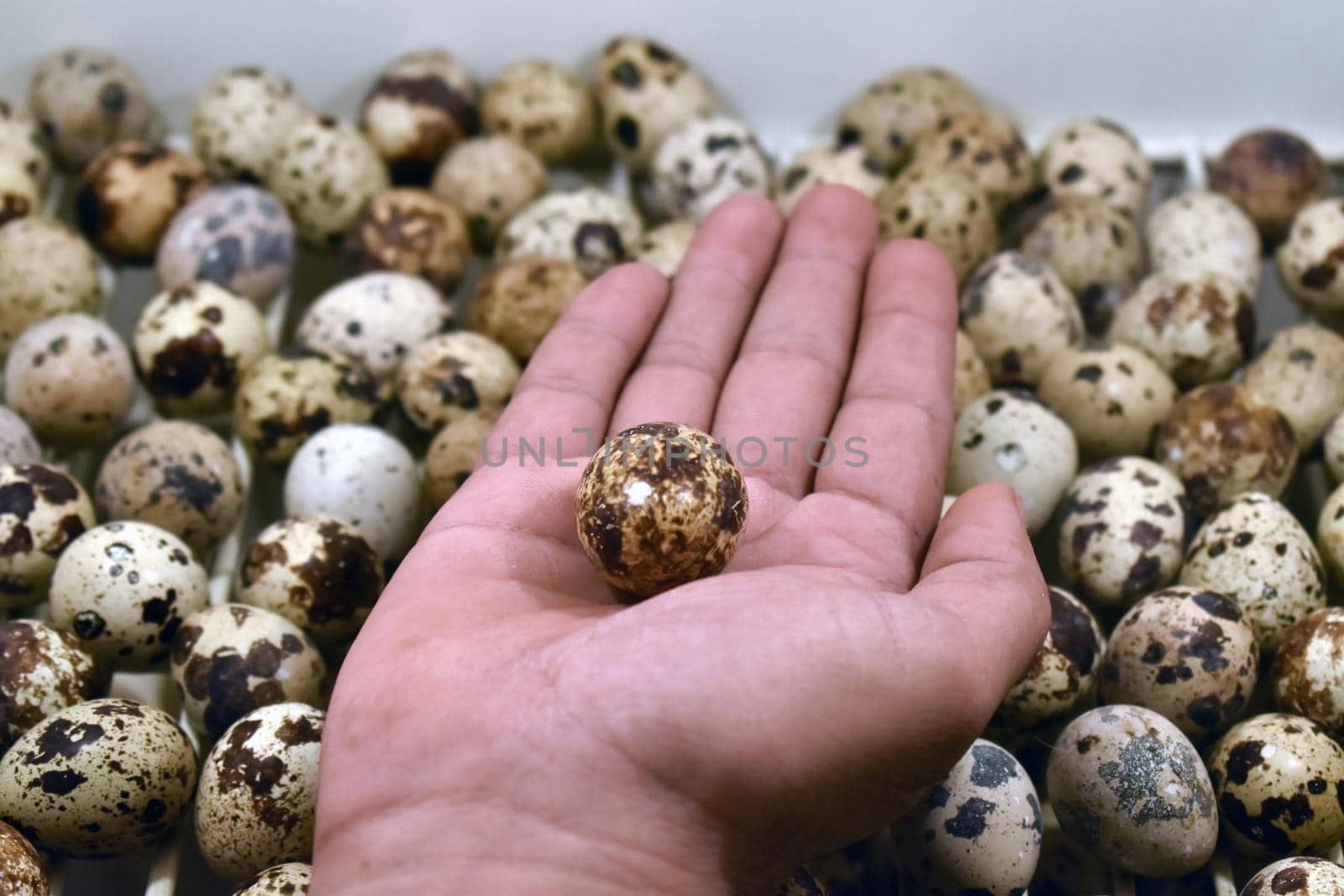 Closeup shot of a man's hand with a fresh quail eggs by tabishere