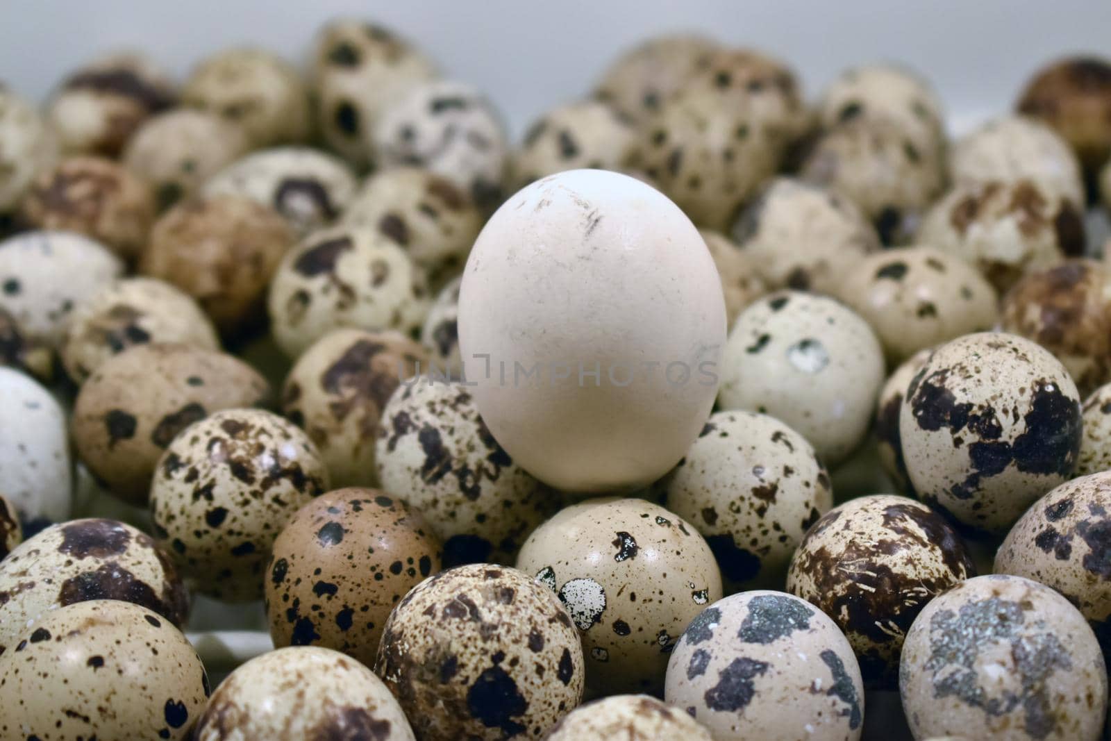 Closeup shot of a pile fresh quail eggs by tabishere