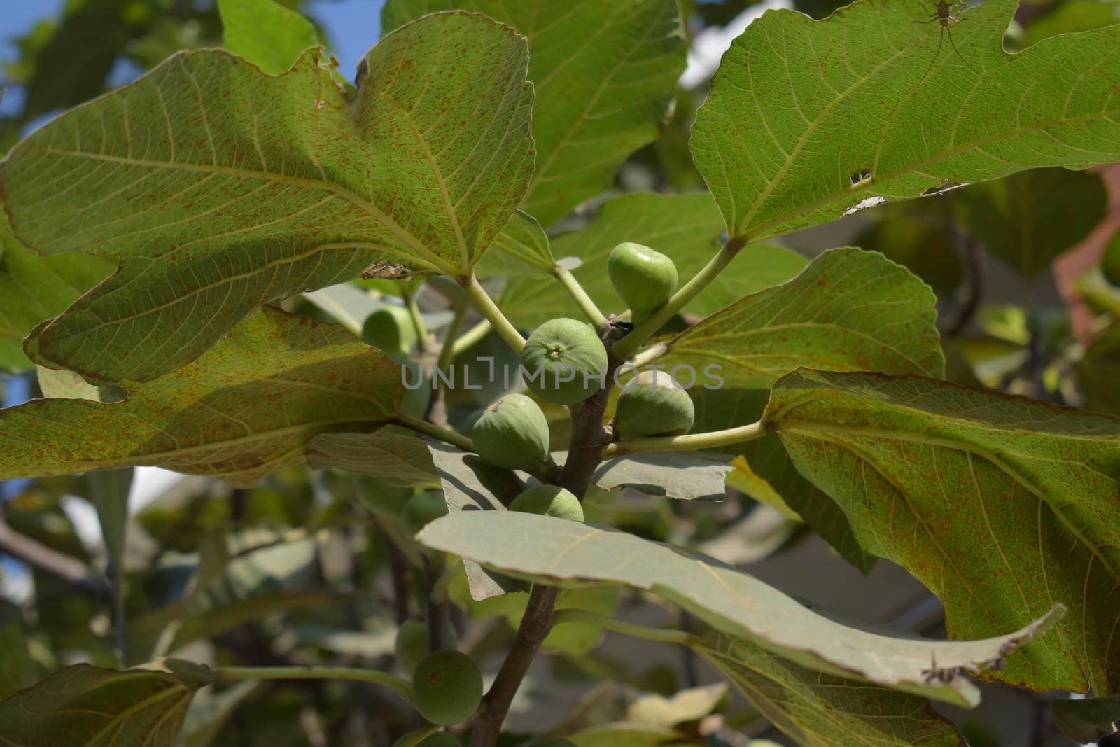 Figs or Anjeer Tree , Closeup shot of green fruits on a fig tree by tabishere