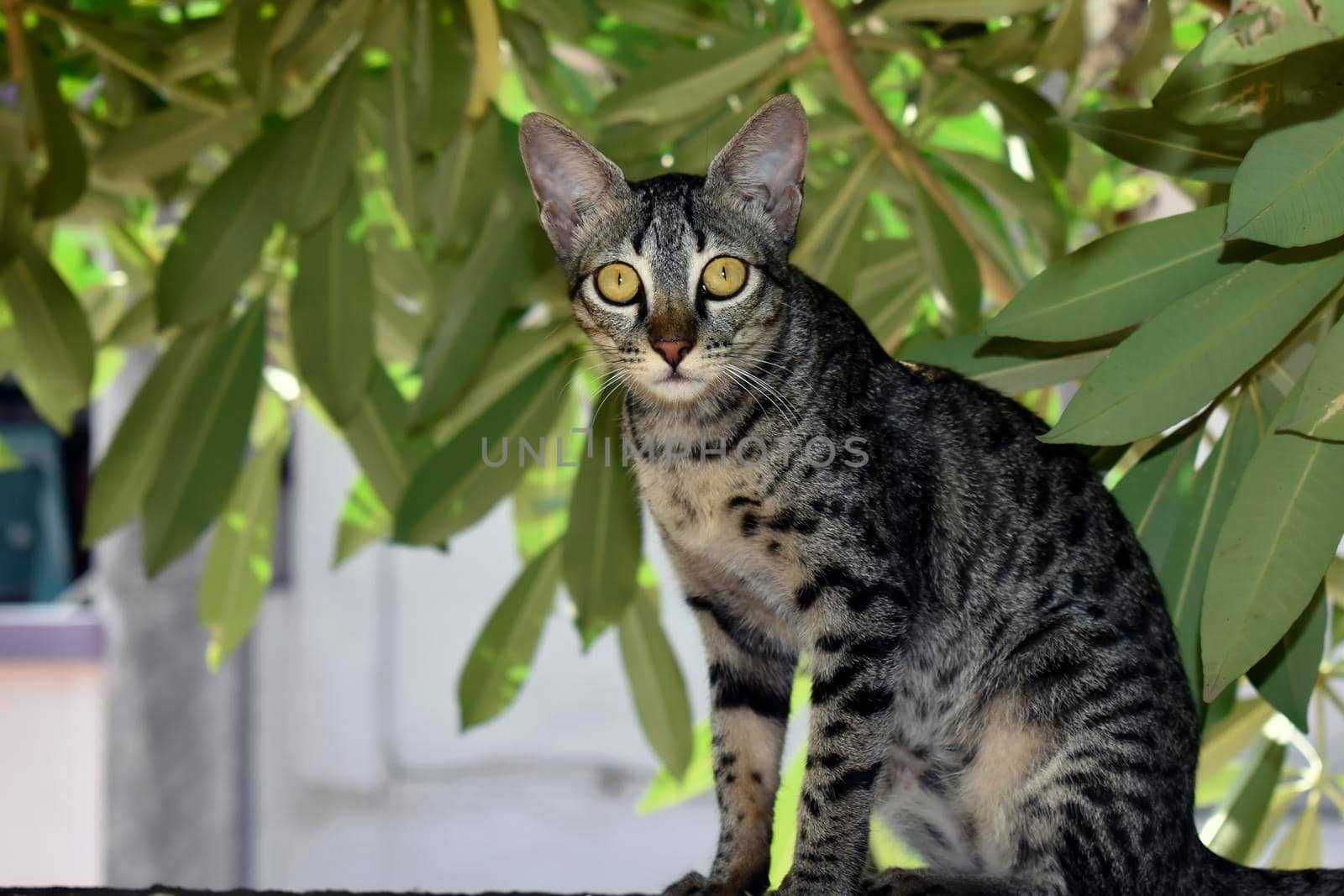 A closeup shot of a striped cat on a dark background, Portrait of striped cat looking something, close up Thai cat