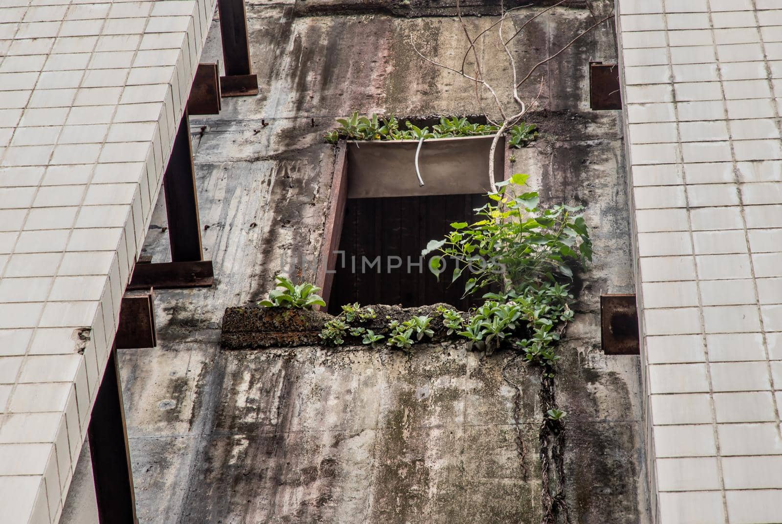 The growing tree at the window of abandoned building. Decay buildings