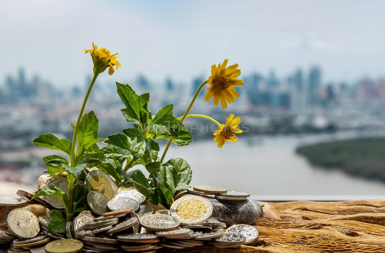 Bangkok, Thailand - Jun 25, 2020 : The saplings that grow on the pile of coins. Saving money allows money to grow. Selective focus.