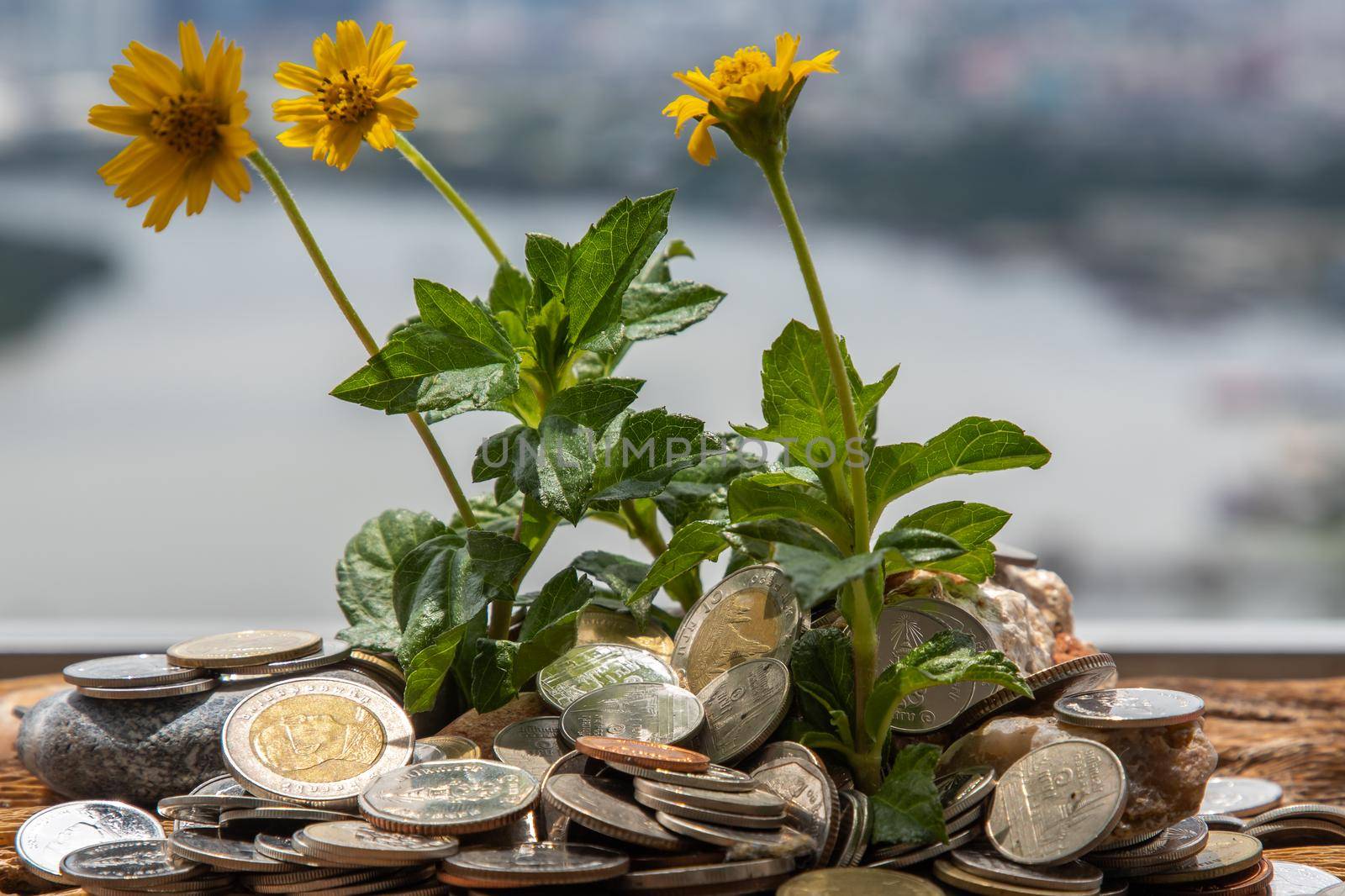 Bangkok, Thailand - Jun 25, 2020 : The saplings that grow on the pile of coins. Saving money allows money to grow. Selective focus.