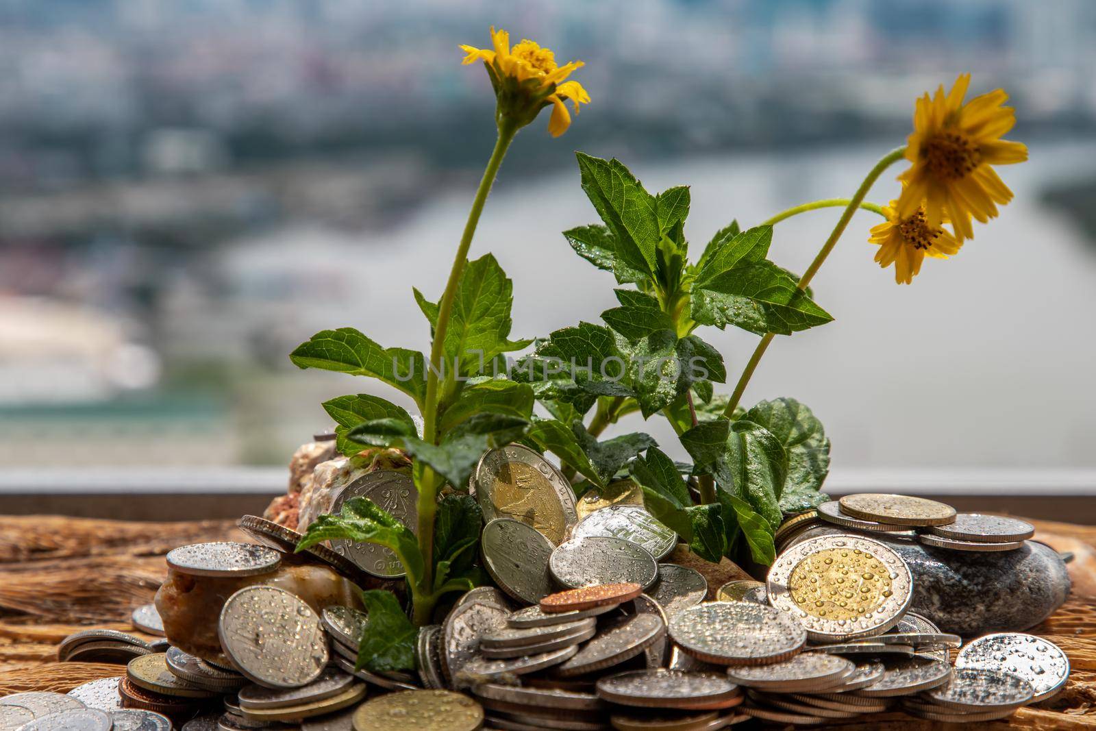 Bangkok, Thailand - Jun 25, 2020 : The saplings that grow on the pile of coins. Saving money allows money to grow. Selective focus.