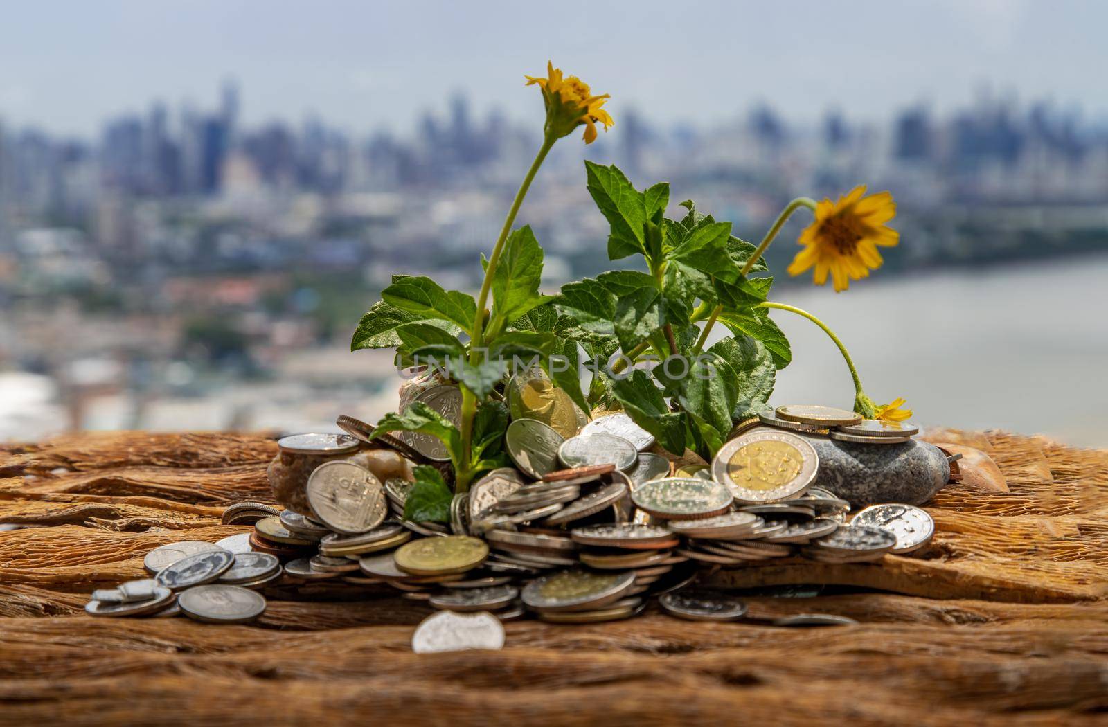 Bangkok, Thailand - Jun 25, 2020 : The saplings that grow on the pile of coins. Saving money allows money to grow. Selective focus.