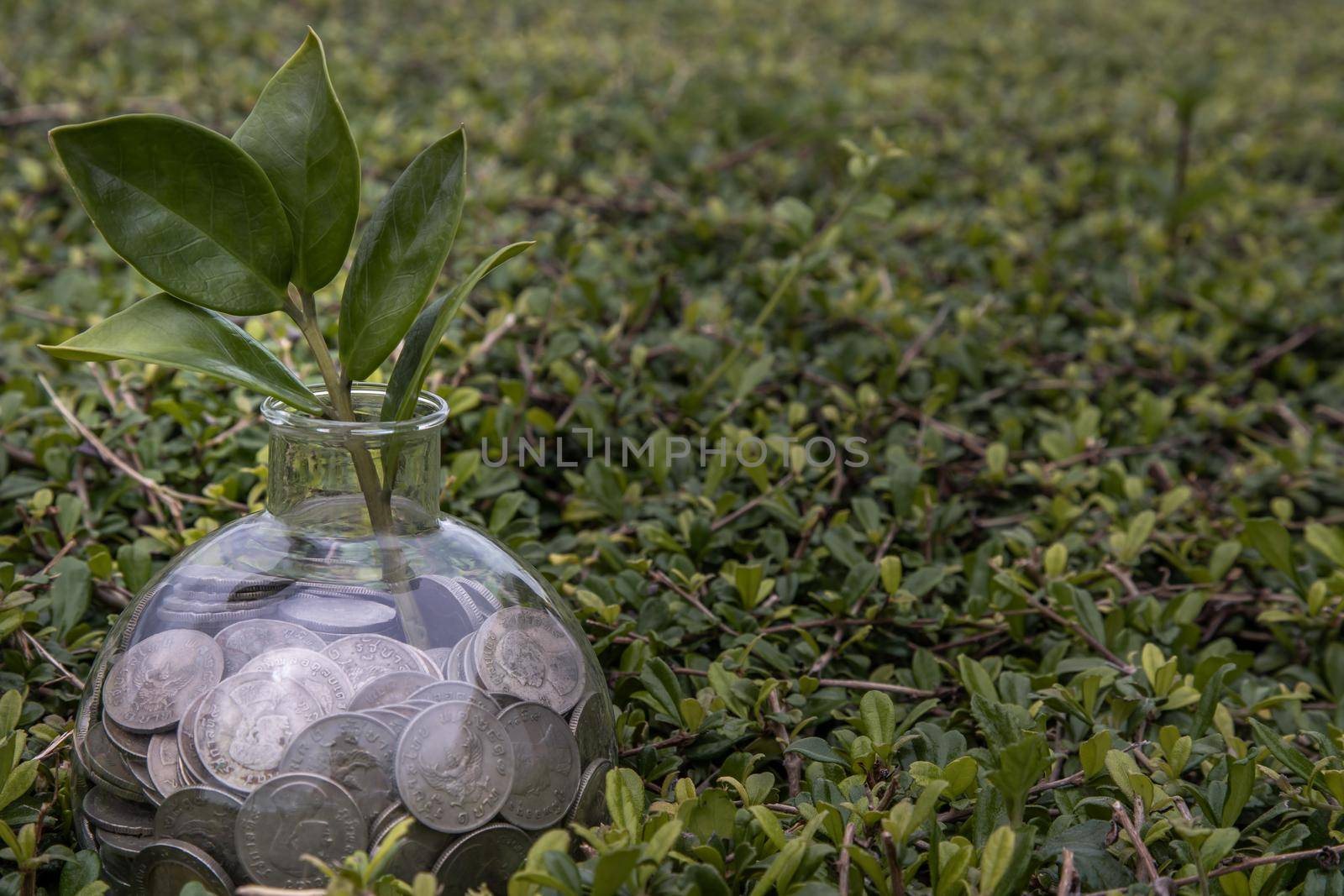The saplings that grow on the pile of coins In a glass bottle on green nature background Symbol for business growth. Investment concept for growth and saving money. Space for text input, Selective focus.
