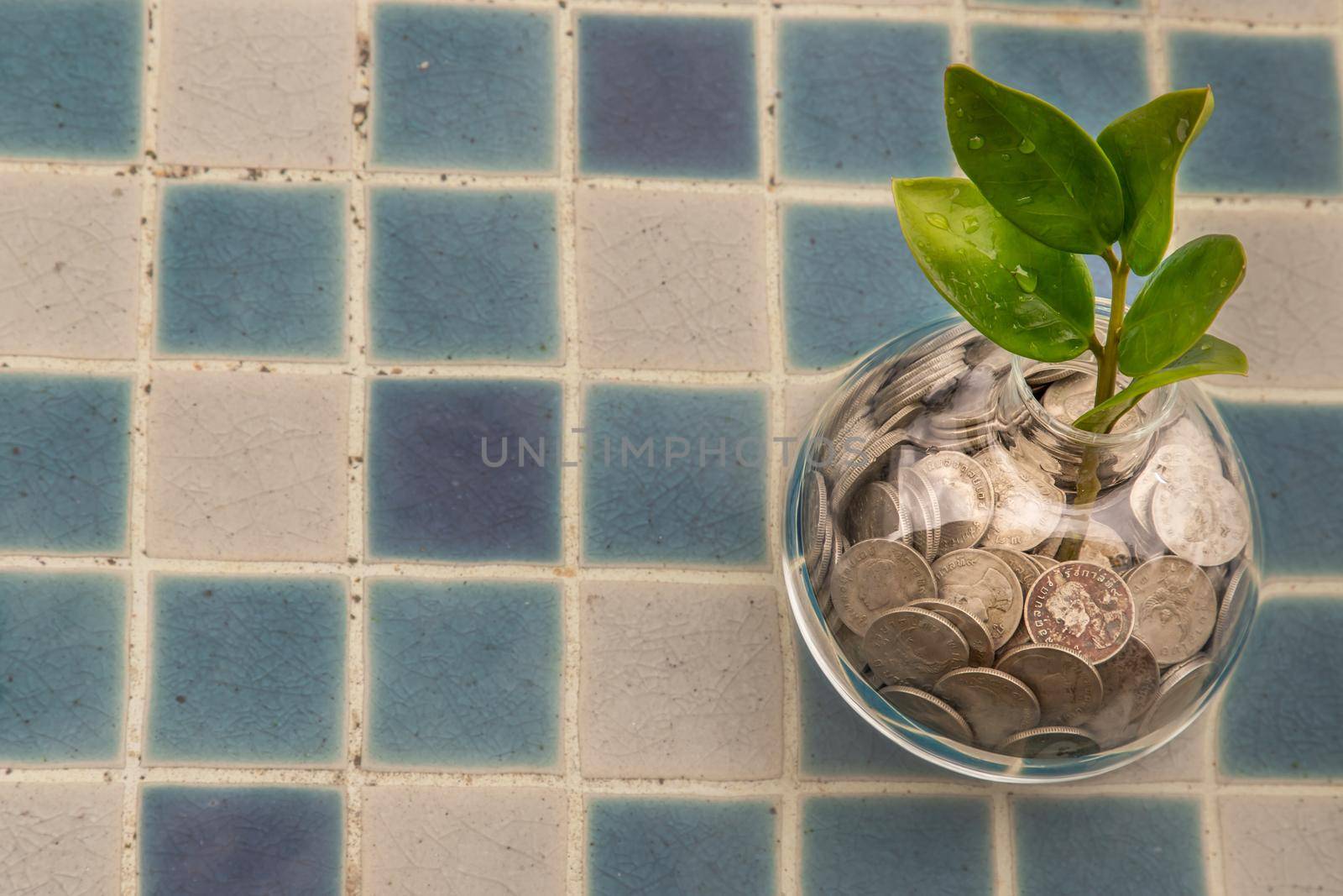 The saplings that grow on the pile of coins In a glass bottle on pool background Symbol for business growth. Investment concept for growth and saving money. Space for text input, Selective focus.