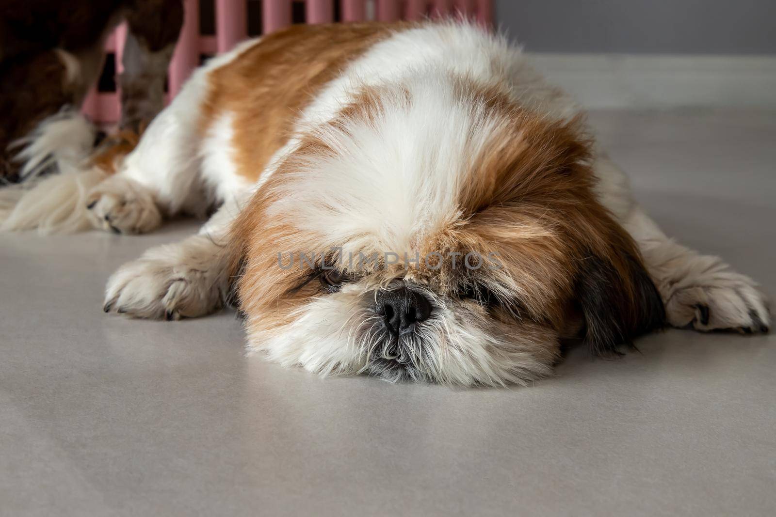 Funny Shih tzu dog sleeping and relaxing on the floor at home. by tosirikul