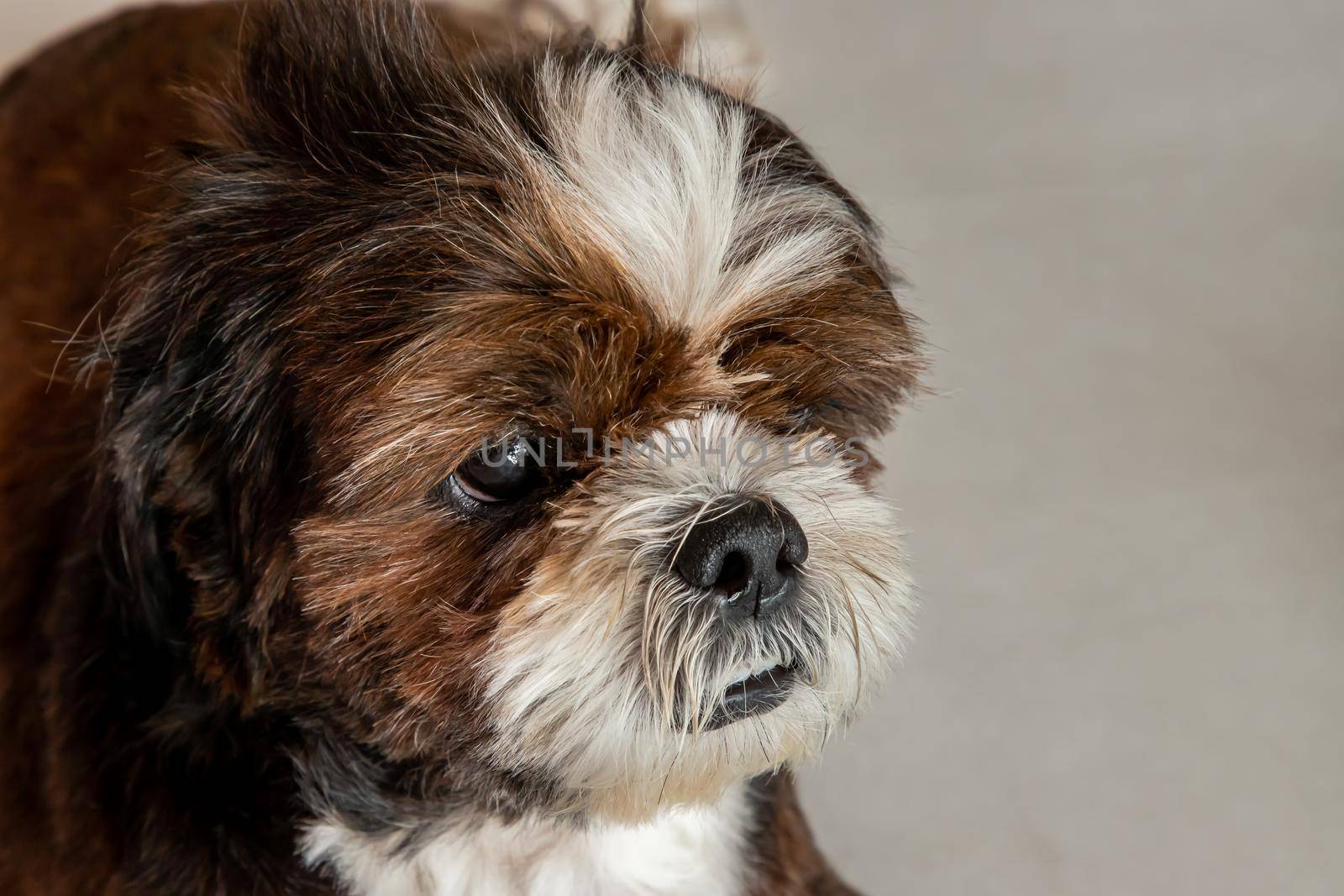 Close-up of Lovely Male Shih Tzu dog on the floor at home. Pet lifestyle and health concept., copy space.