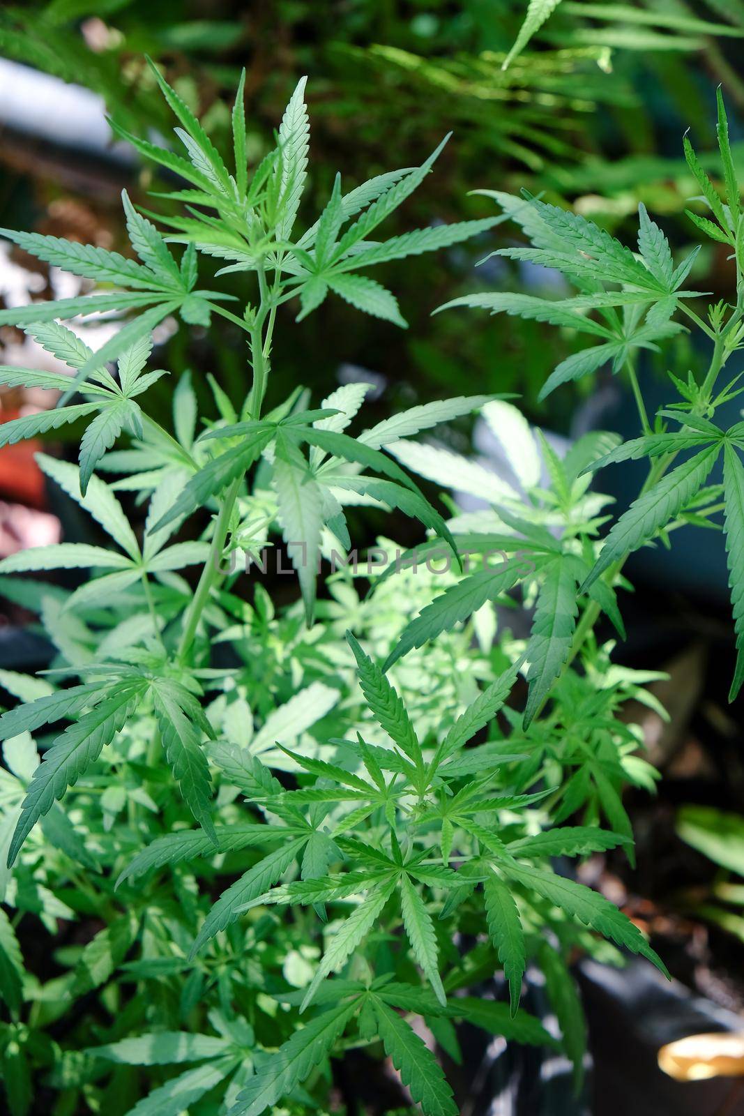 closeup image of a marijuana plant