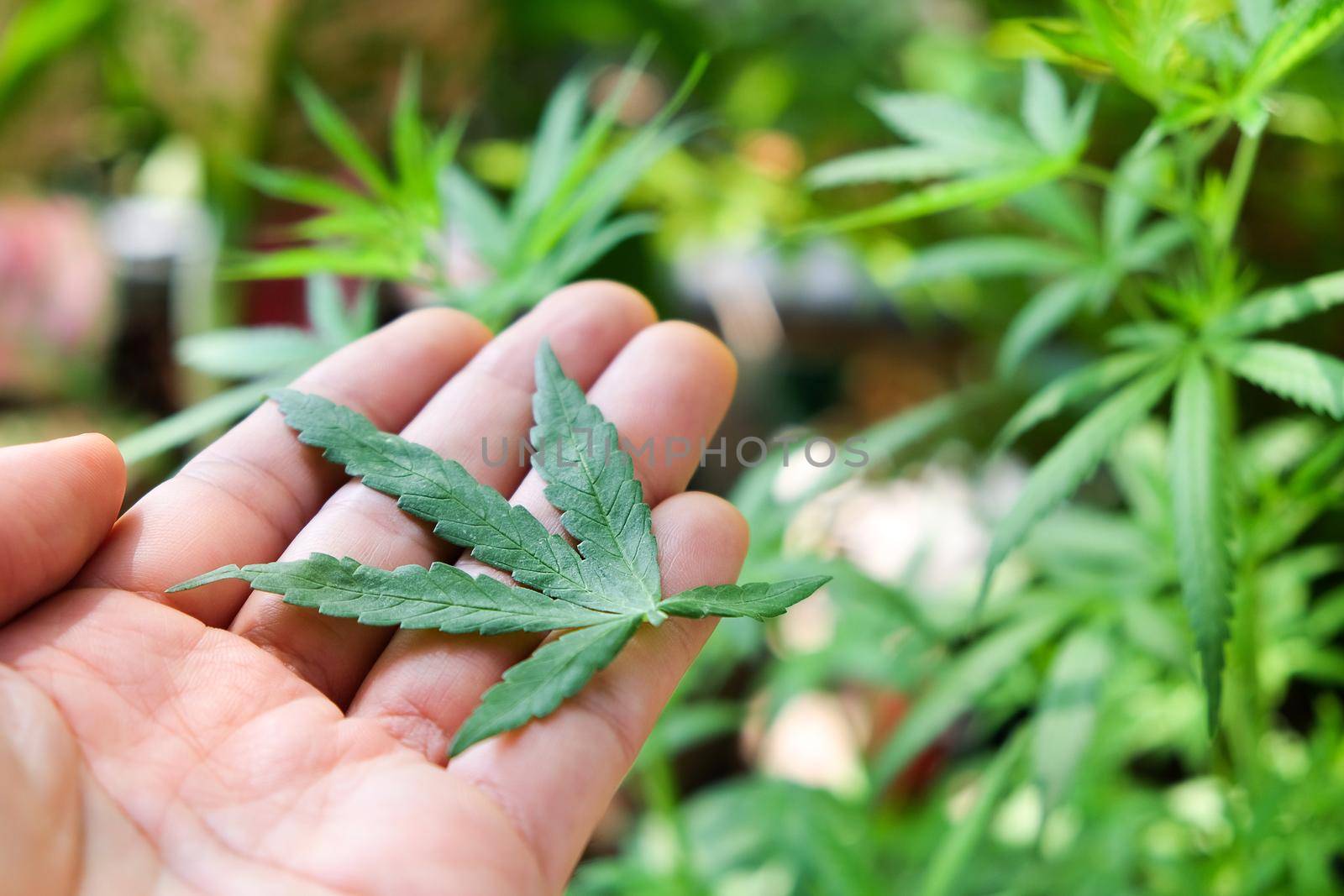 image of Marijuana leaves in the hands on Marijuana plant background.