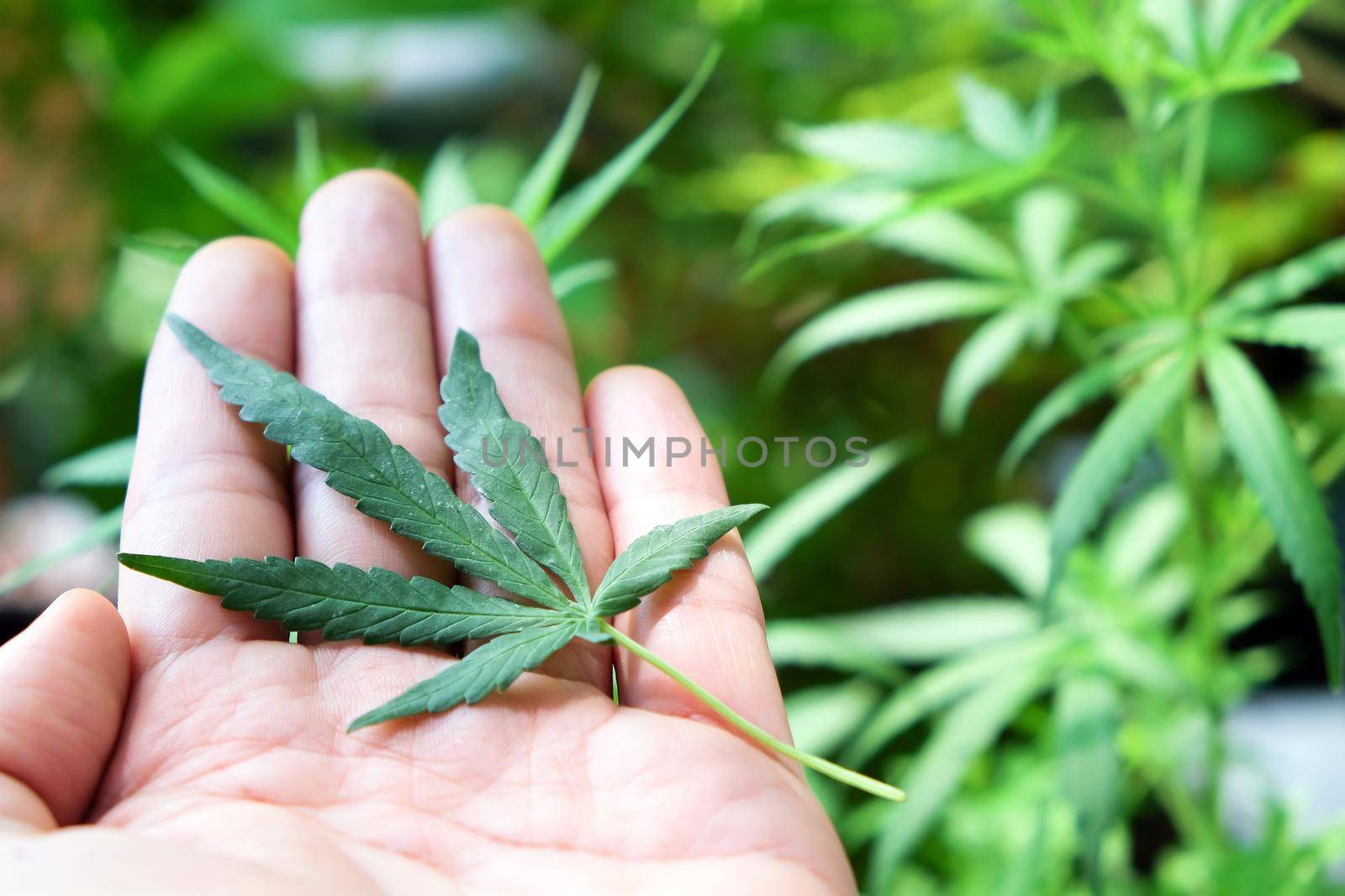 image of Marijuana leaves in the hands on Marijuana plant background.