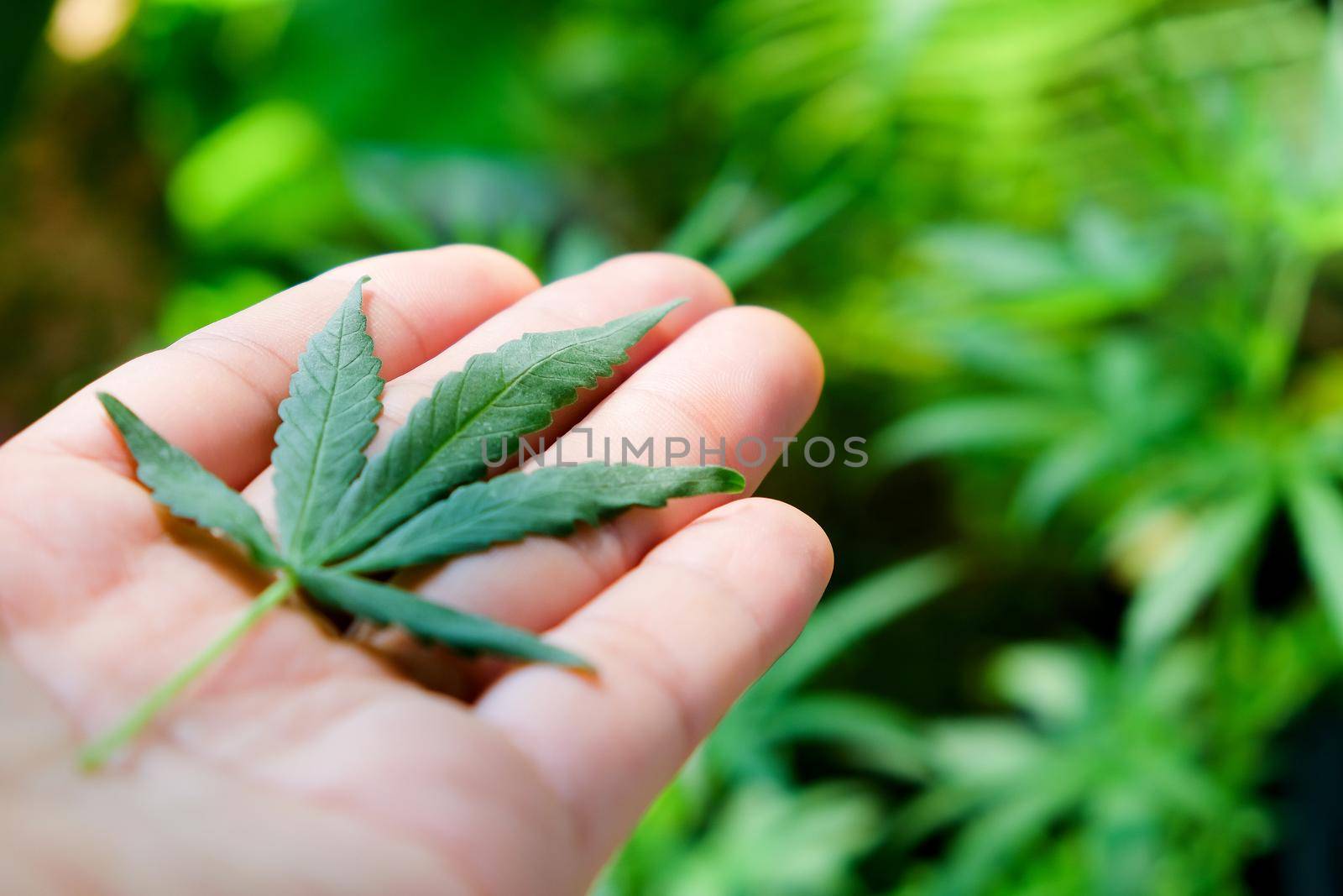 image of Marijuana leaves in the hands on Marijuana plant background.