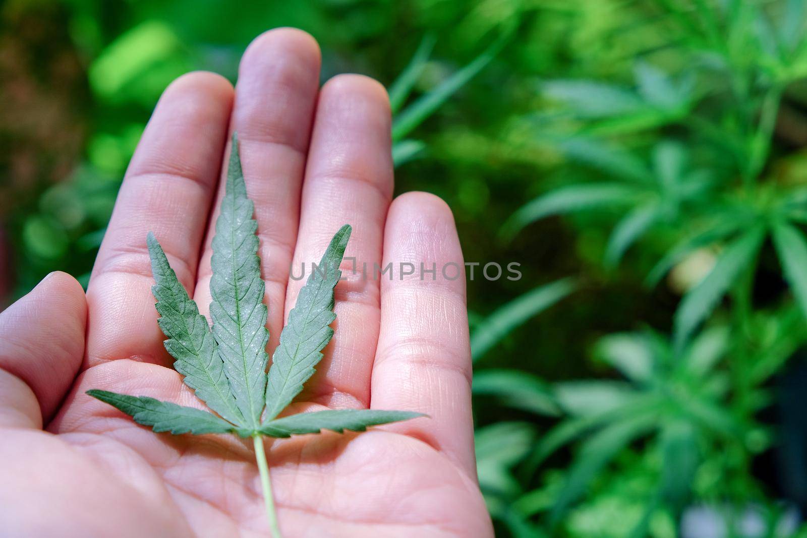 image of Marijuana leaves in the hands on Marijuana plant background.