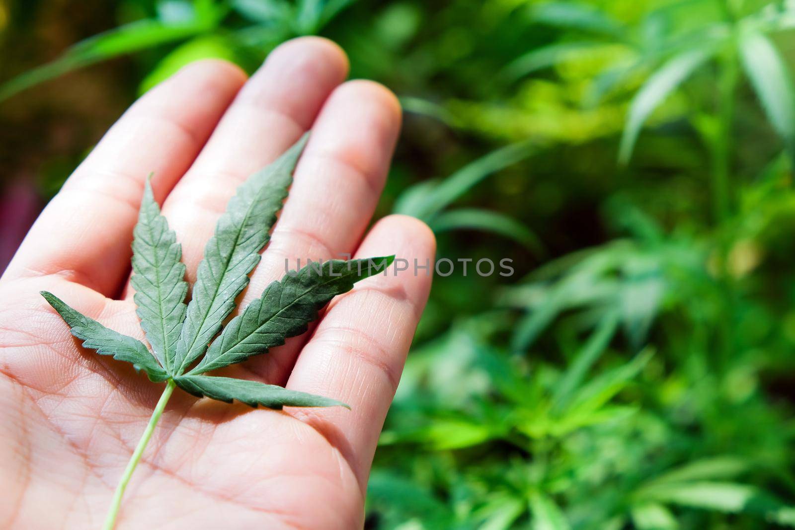 image of Marijuana leaves in the hands on Marijuana plant background.