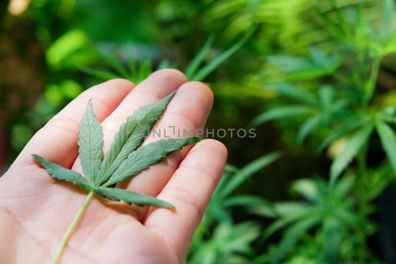 image of Marijuana leaves in the hands on Marijuana plant background.