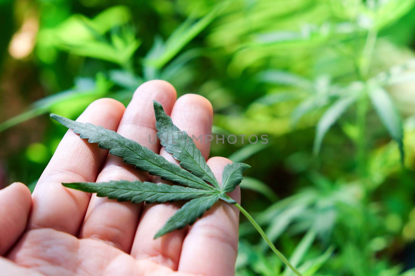 image of Marijuana leaves in the hands on Marijuana plant background.