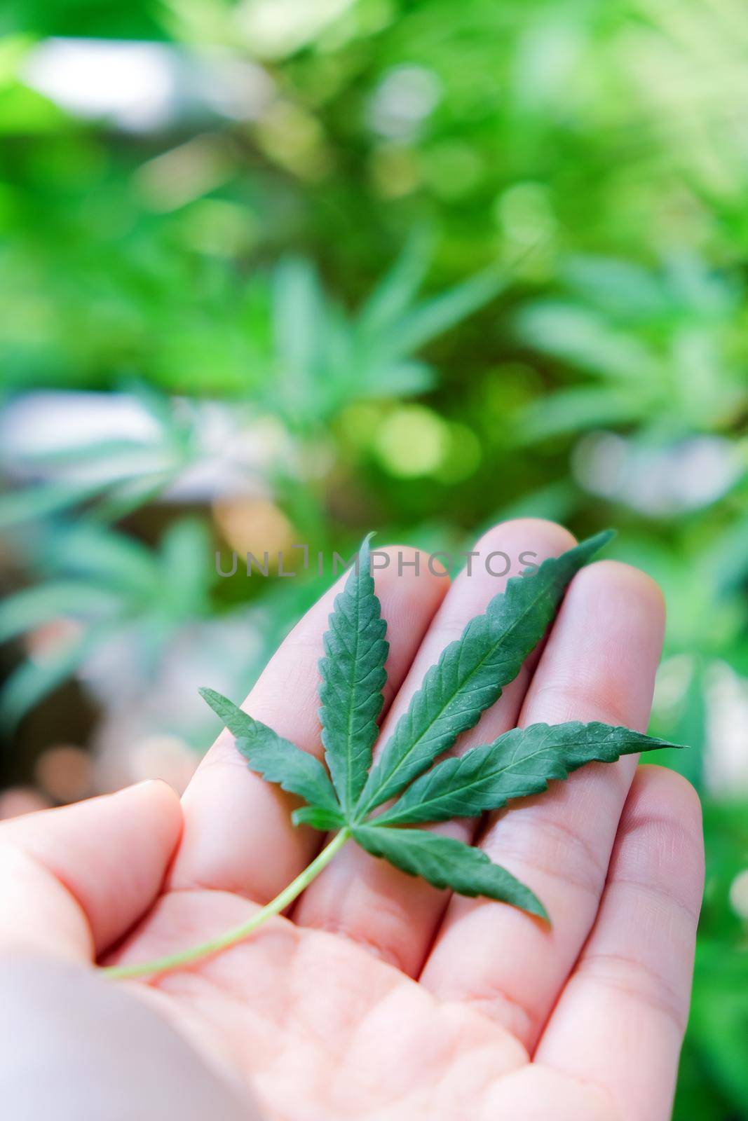 image of Marijuana leaves in the hands on Marijuana plant background.