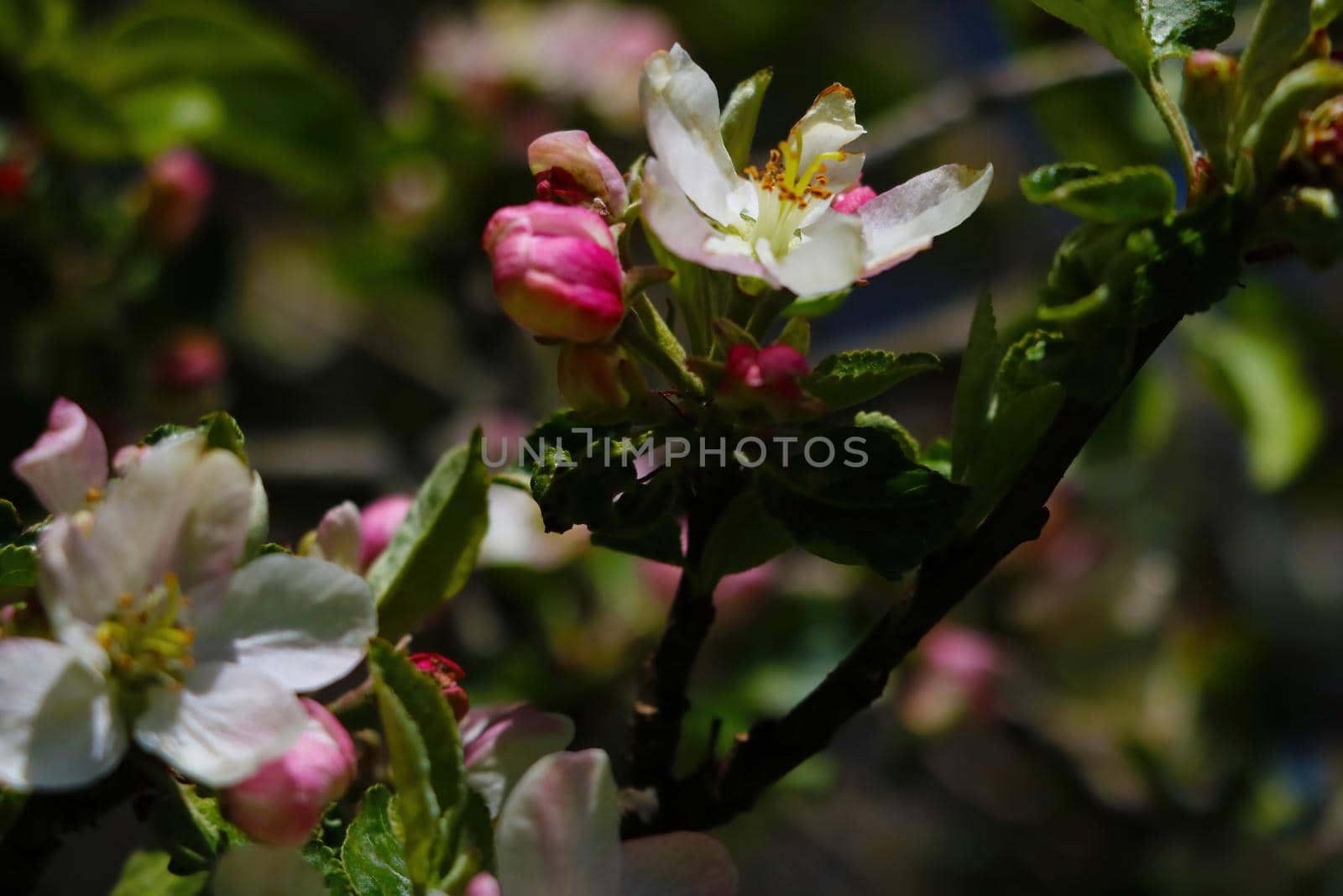 A branch of a blossoming apple tree in the spring garden