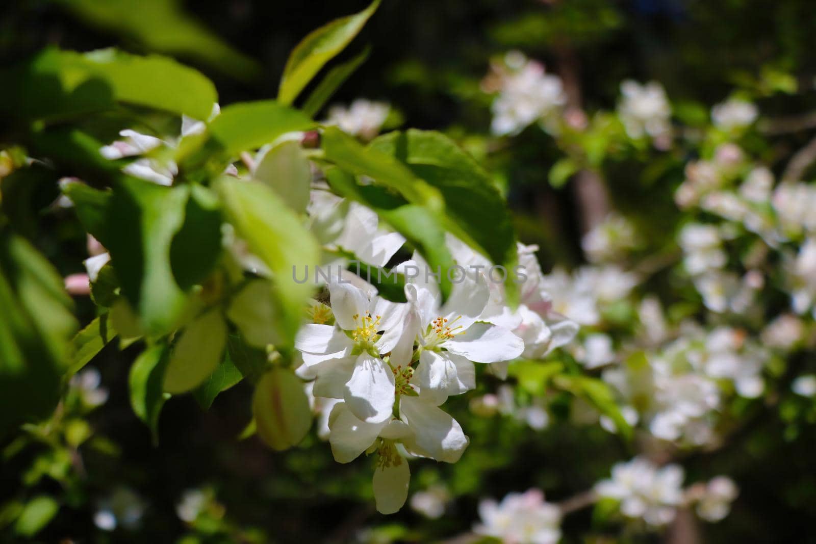 Blooming branch of an apple tree in the garden. The onset of spring. Gardens bloom, revitalizing nature from winter