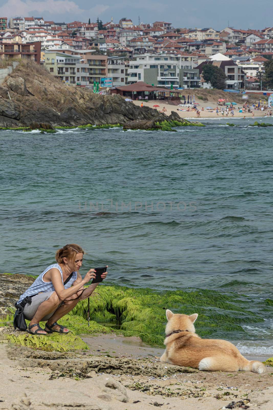 Bulgaria, SOZOPOL - 2018, 06 September: A woman photographs a dog on a rocky beach, blurred background. Stock photo.