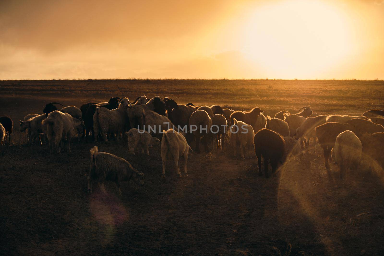 Flock of sheep grazing in sunset. Sunlight is used as backlit.