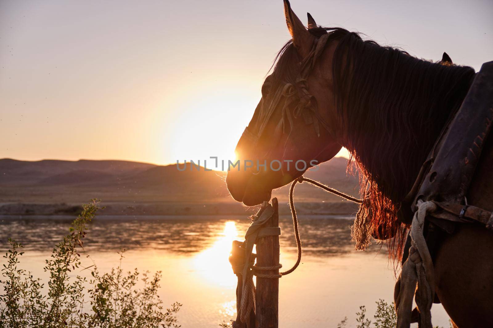 Horses grazing early morning by snep_photo