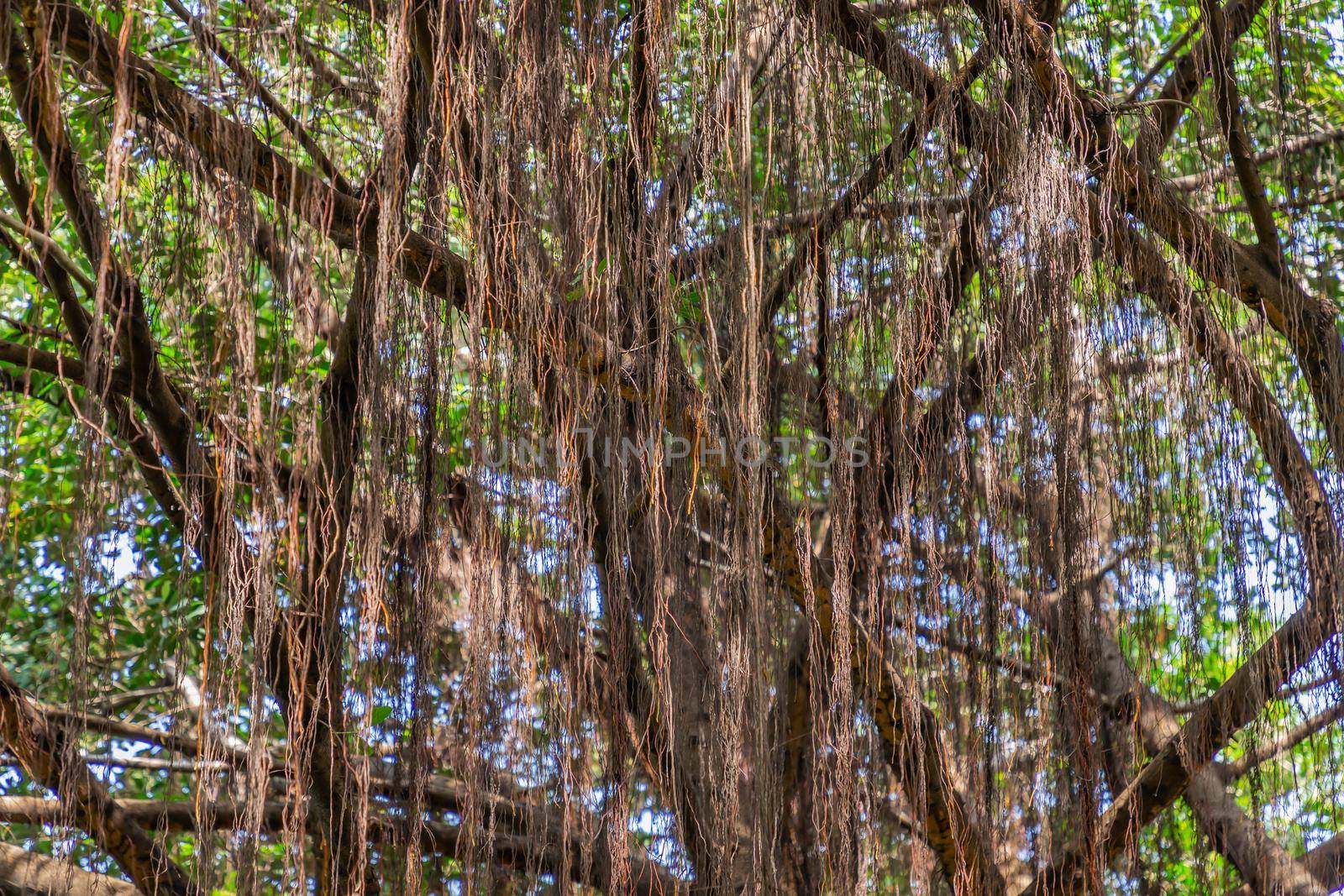 Detail of sunlight passing through Aerial roots The great Banyan tree (Ficus benghalensis) Magnificent trees. Atmosphere of calm relaxation. Nature concept for design. No focus, specifically.