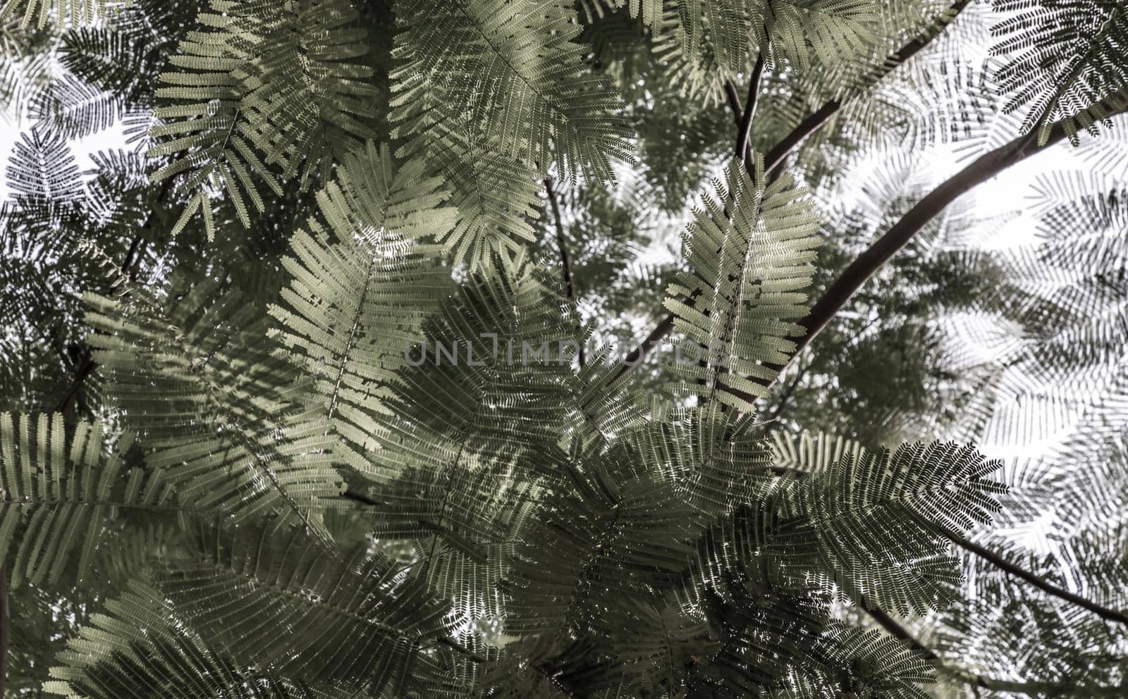 Detail of sunlight passing through small green leaves of Persian silk tree (Albizia julibrissin) on blurred greenery of garden. Atmosphere of calm relaxation. Nature concept for design. Selective focus.