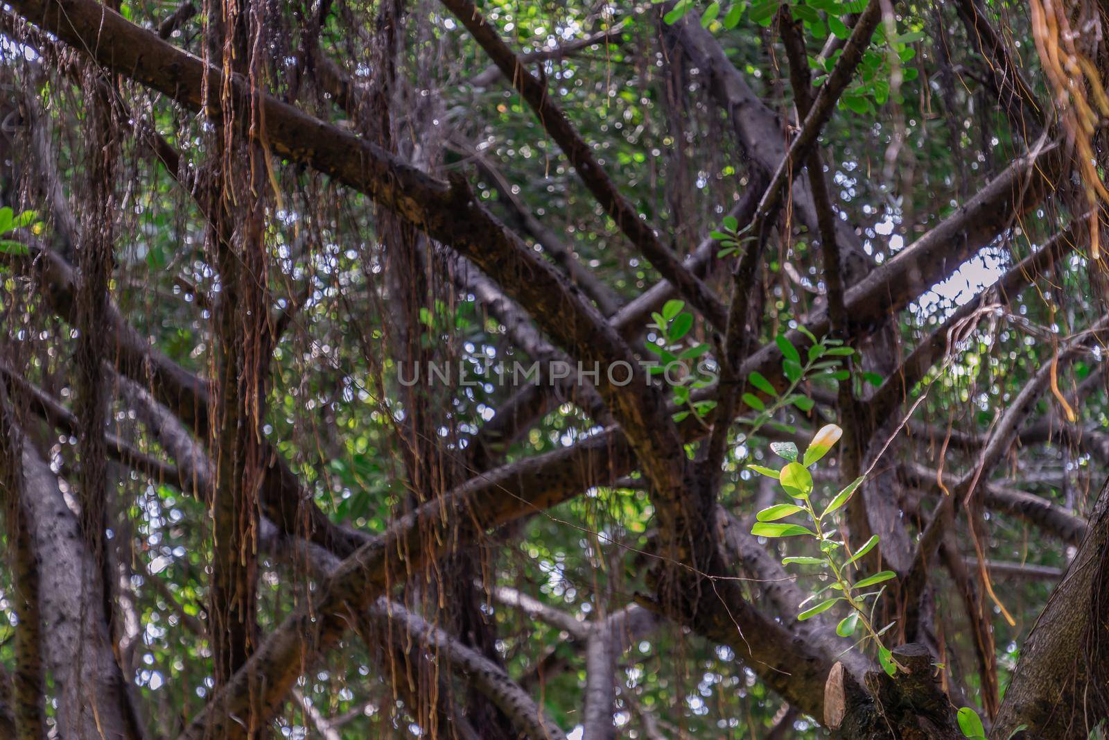 Detail of sunlight passing through small leaves on A huge banyan tree. Atmosphere of calm relaxation. Nature concept for design. Selective focus.