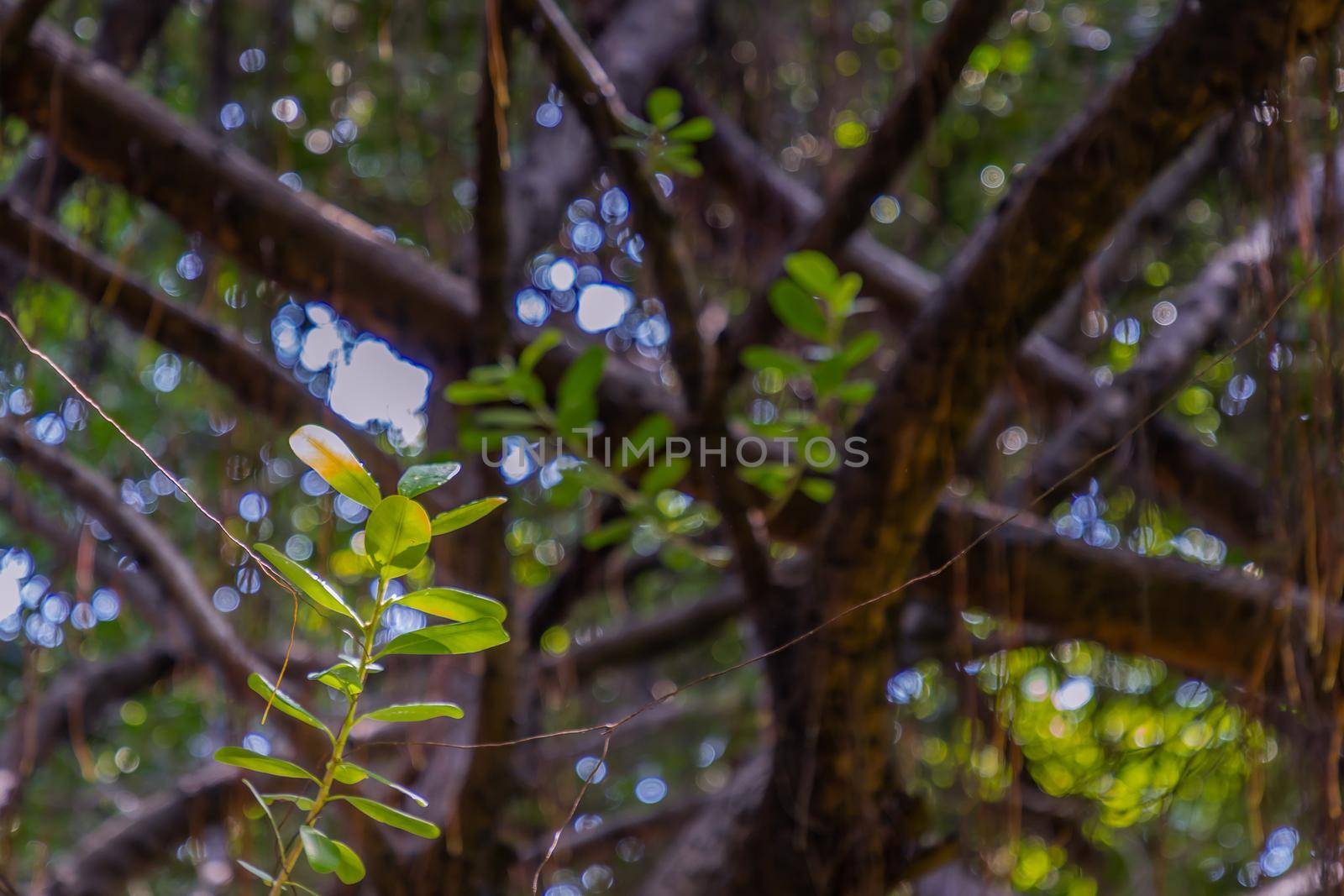 Detail of sunlight passing through small leaves on A huge banyan tree. Atmosphere of calm relaxation. Nature concept for design. Selective focus.