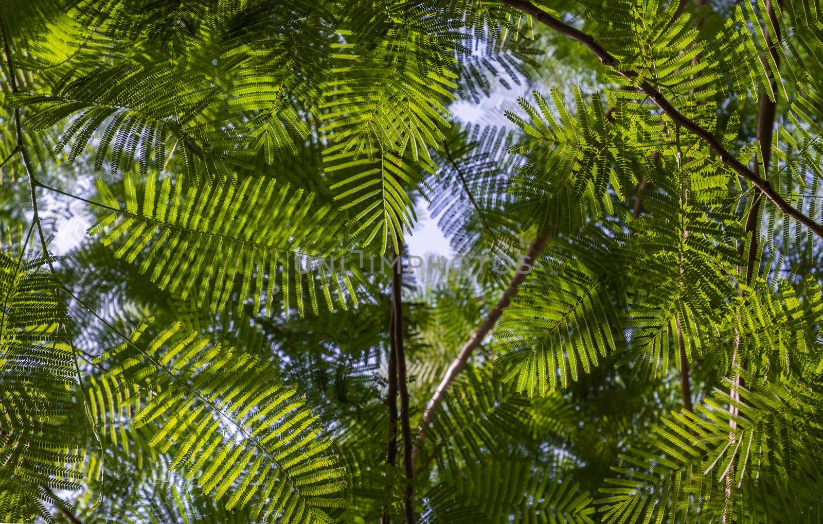 Detail of sunlight passing through small green leaves of Persian silk tree (Albizia julibrissin) on blurred greenery of garden. Atmosphere of calm relaxation. Nature concept for design. Selective focus.