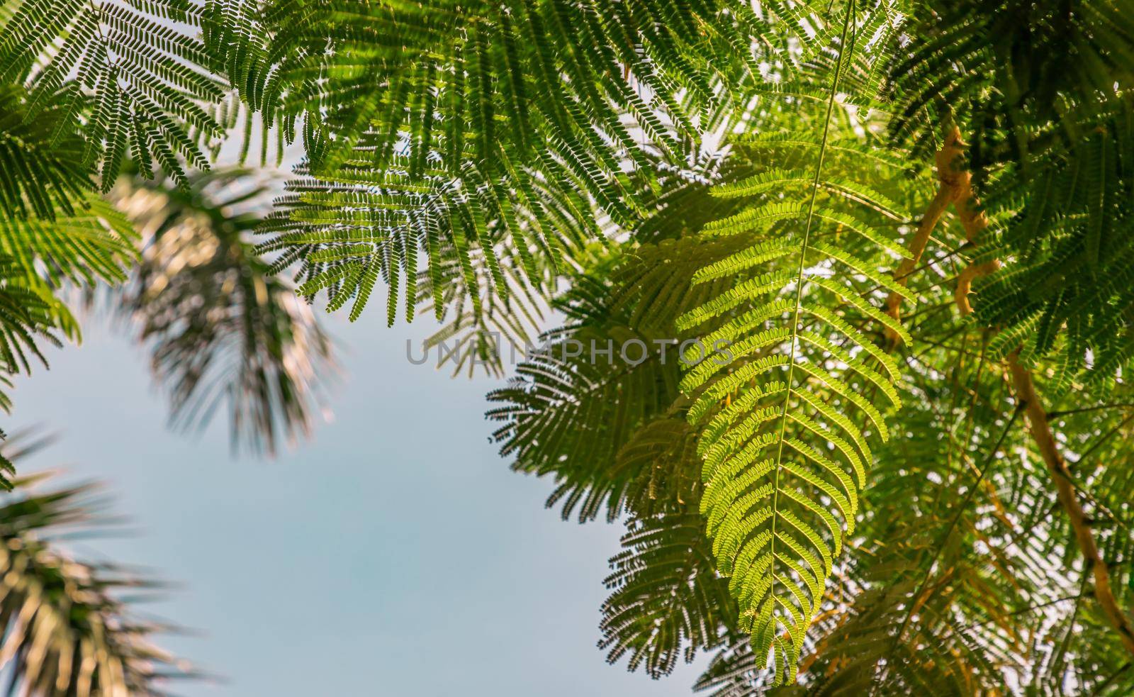 Detail of sunlight passing through small green leaves of Persian silk tree (Albizia julibrissin) on blurred greenery of garden. Atmosphere of calm relaxation. Nature concept for design. Selective focus.