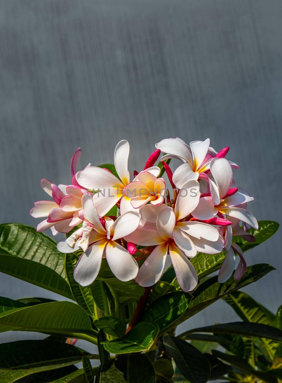 Group of white pink plumeria frangipani flowers ( Leelawadee ) on green leaf background. Thai Beautiful and Awesome flowers, 
Tropical flower, Copy space, Selective focus.