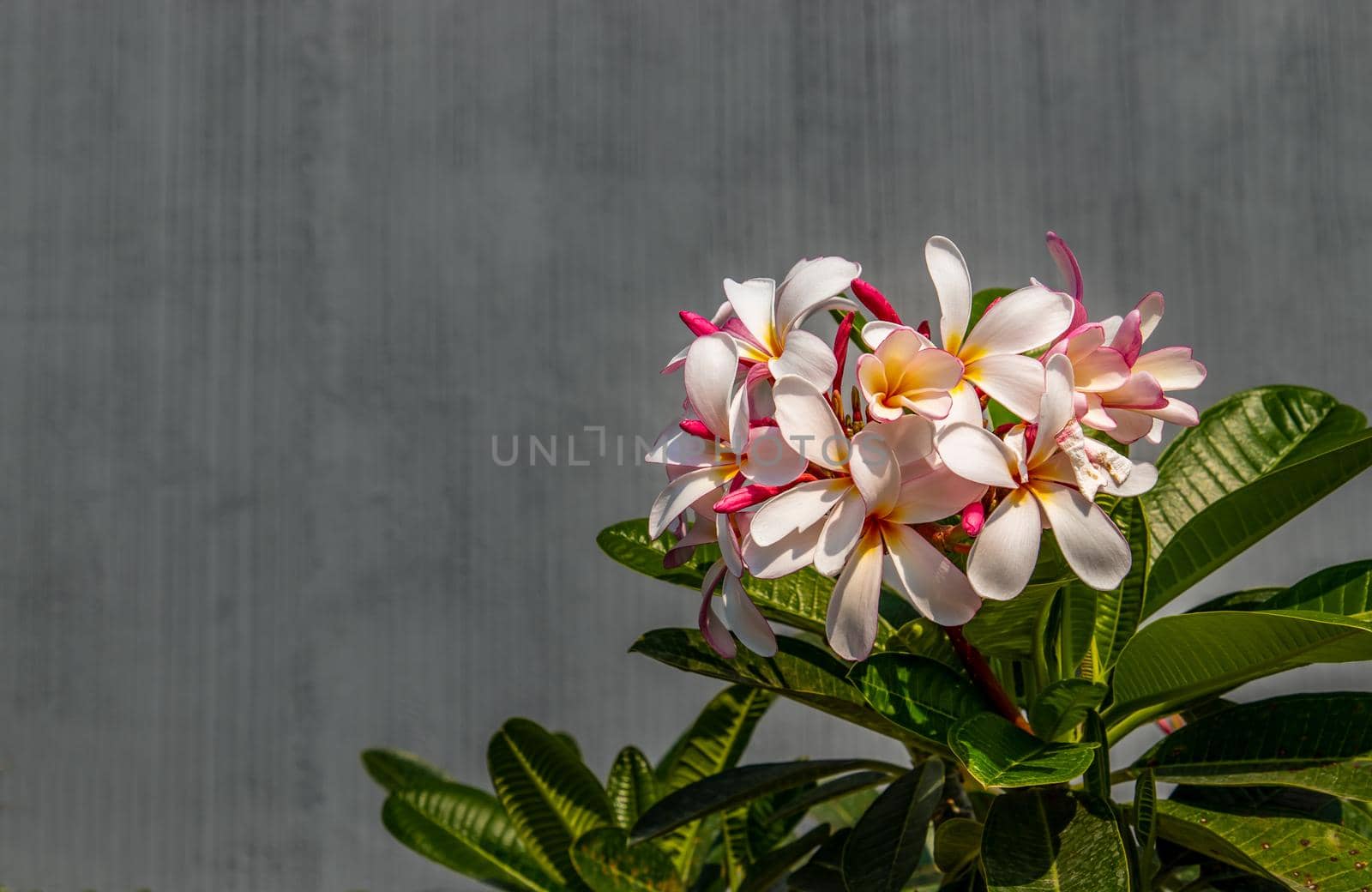 Group of white pink plumeria frangipani flowers ( Leelawadee ) on green leaf background. Thai Beautiful and Awesome flowers, 
Tropical flower, Copy space, Selective focus.