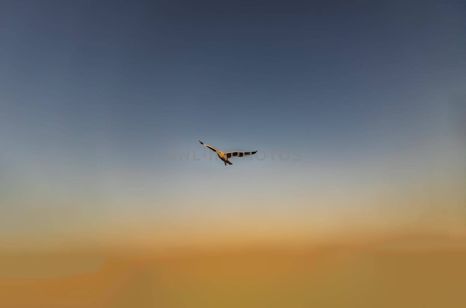 Seagull flying spread wings in the sky at evening. Space for text, No focus, specifically.