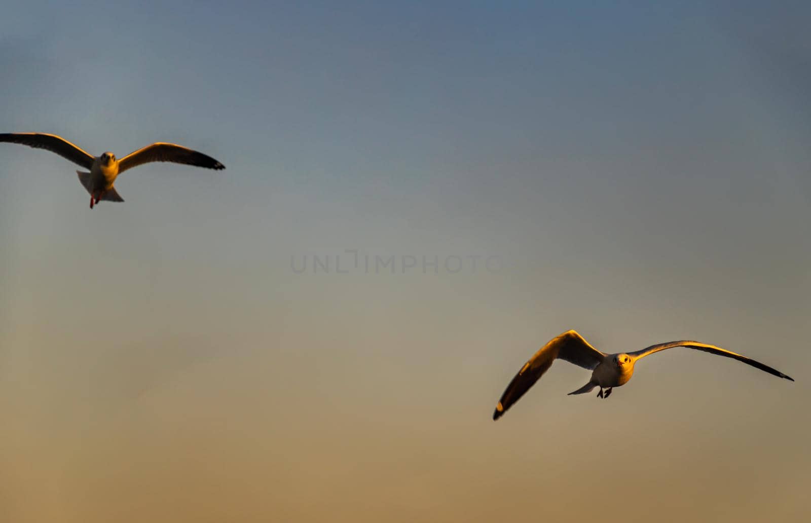 Seagulls flying spread wings in the sky at evening. Space for text, No focus, specifically.