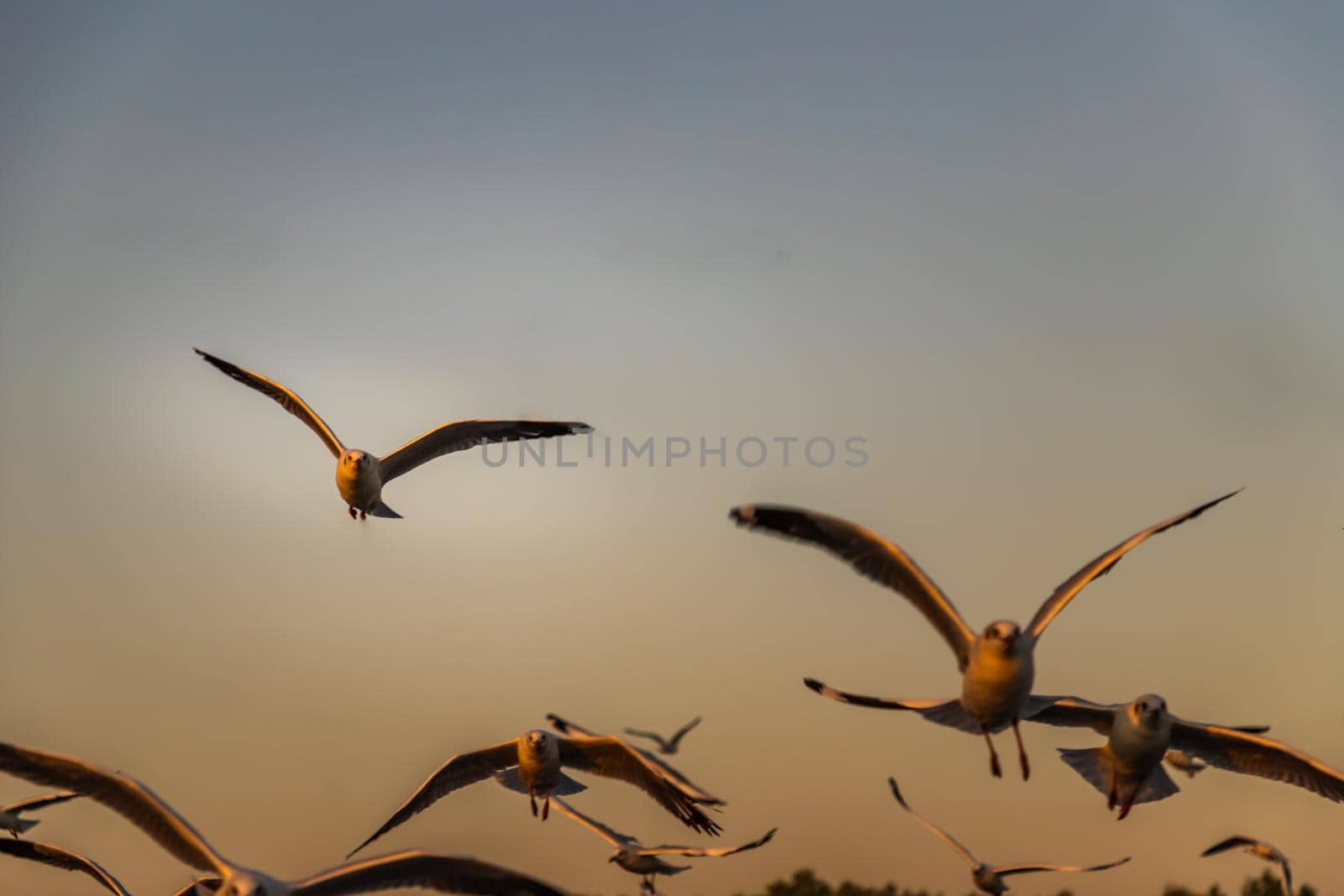 Group of Seagulls flying spread wings in the sky at evening. Space for text, No focus, specifically.