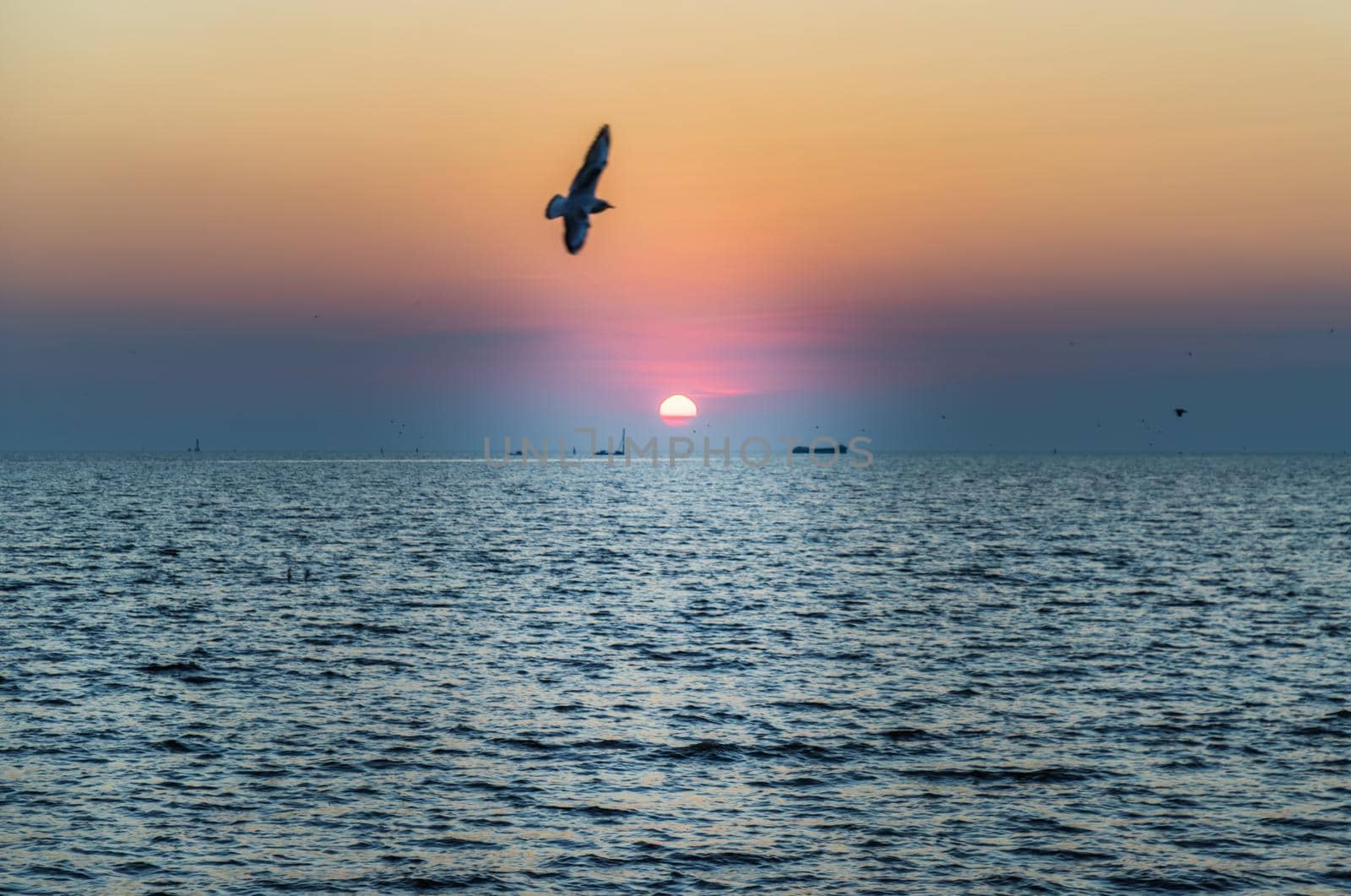Seagulls flying over the sea on the background of beautiful sunset. Space for text, Selective focus.